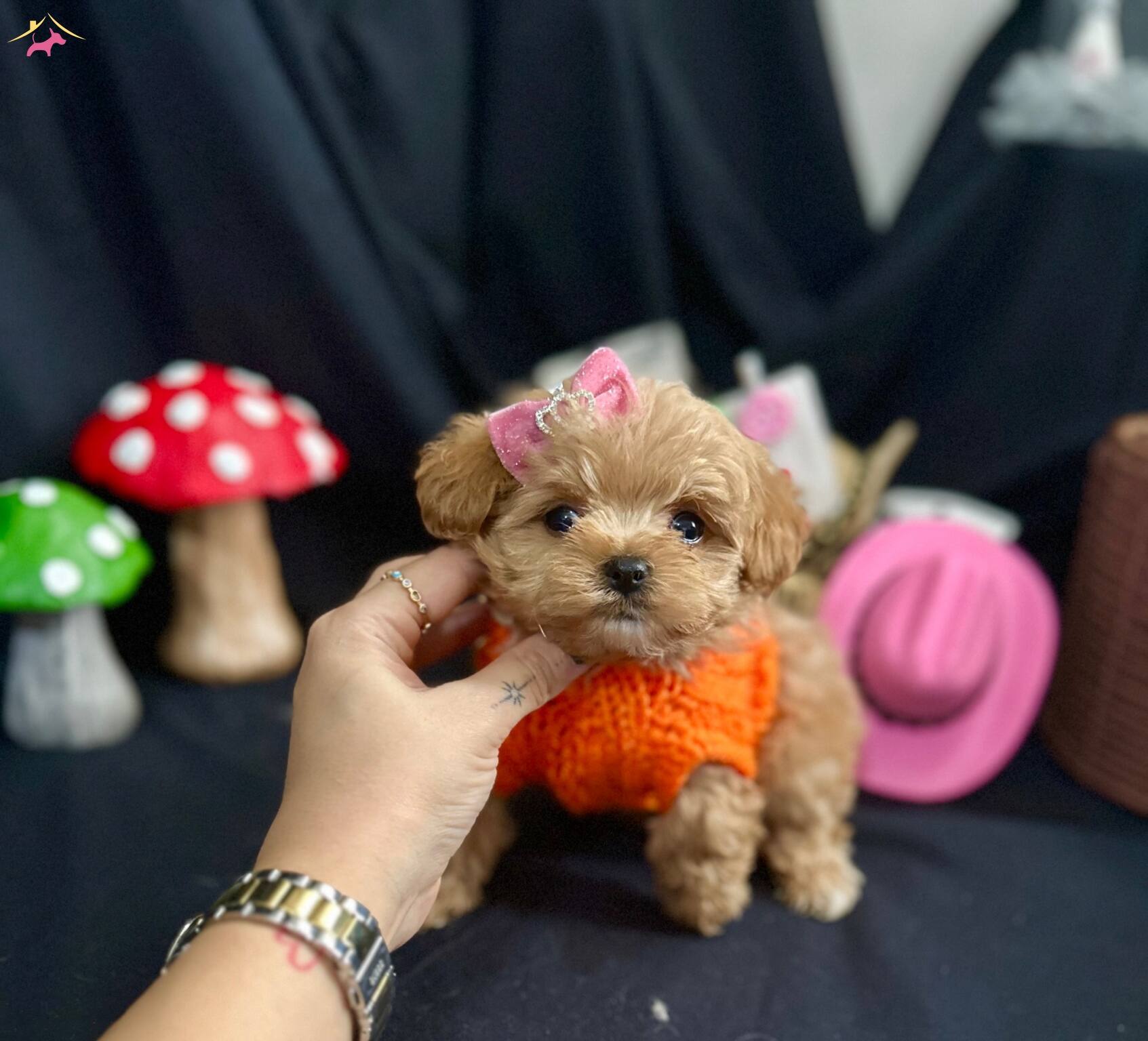 Kore Anne Babadan Maltipoo Bebekler