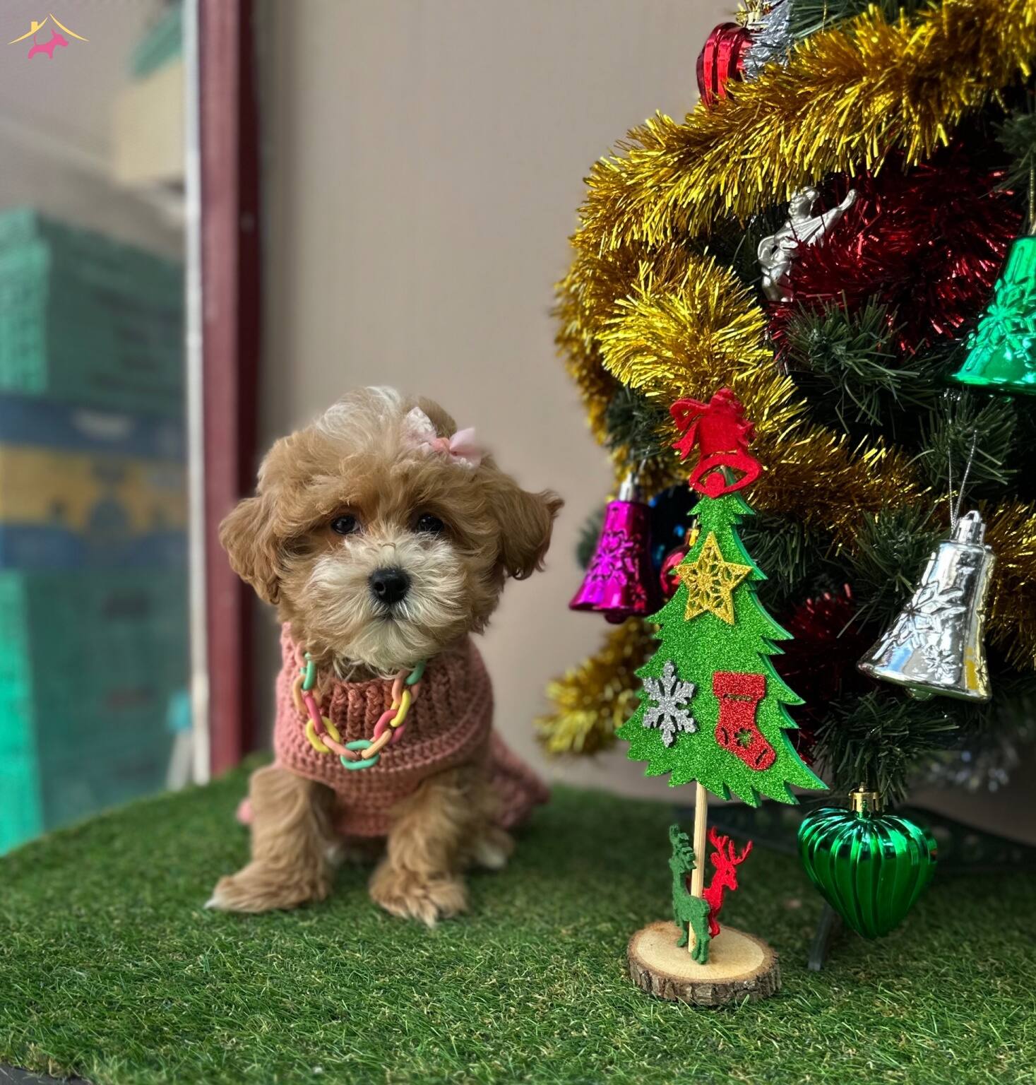 Ufacık Sevimli Maltipoo Bebeklerimiz