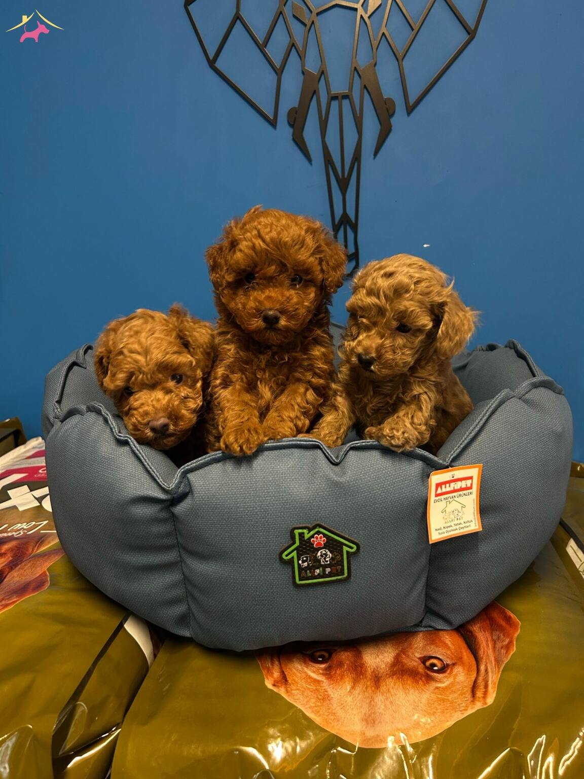 Ruhsatli Uretim Ciftliginden Toy Poodle Bebekler
