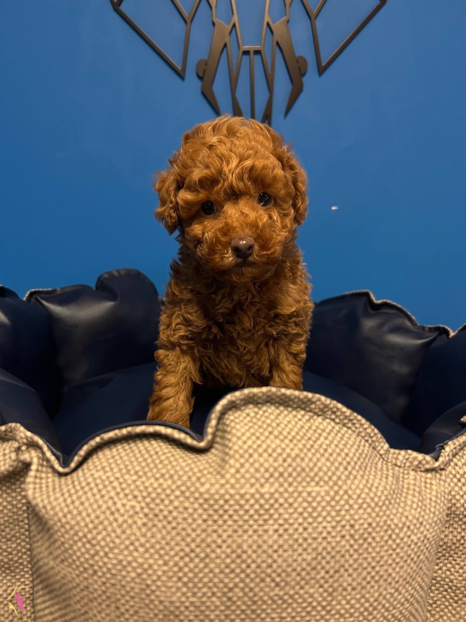 Irkin En Iyilerinden Toy Poodle Bebekler
