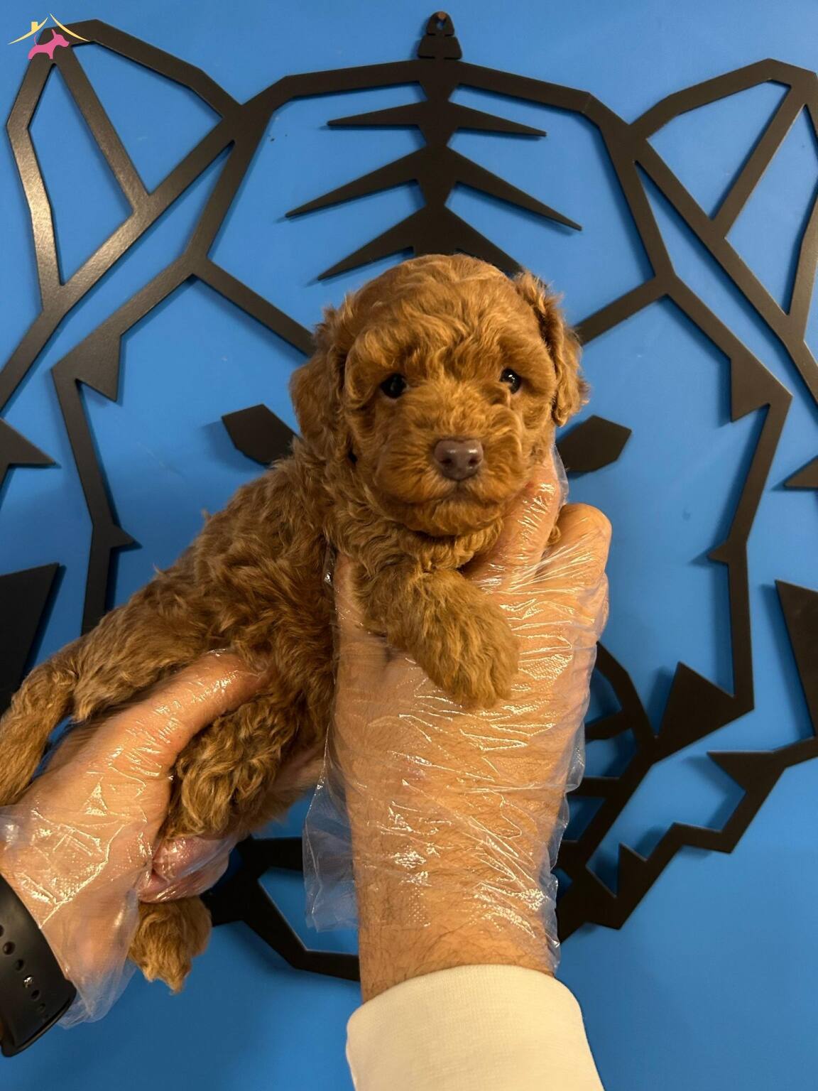 Cazibesiyle Buyuleyen Toy Poodle Yeni Arkadasinizi Kesfedin