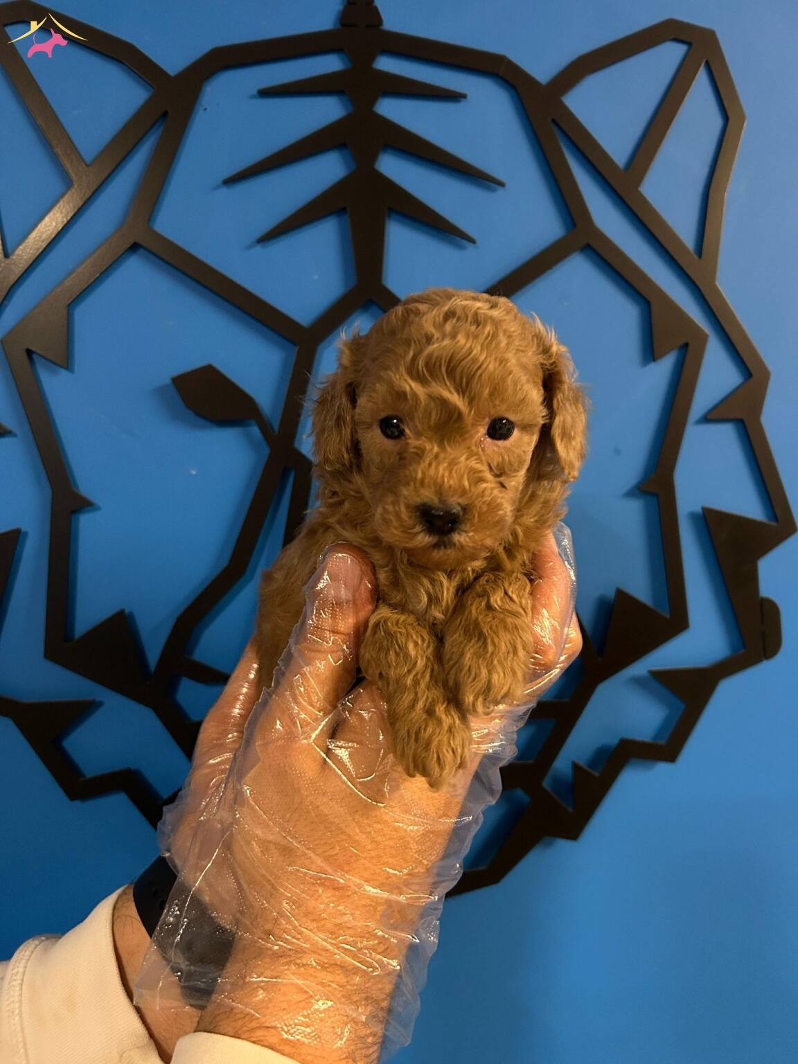 Toy Poodle Bebeklerle Hayatiniza Neşe Katin