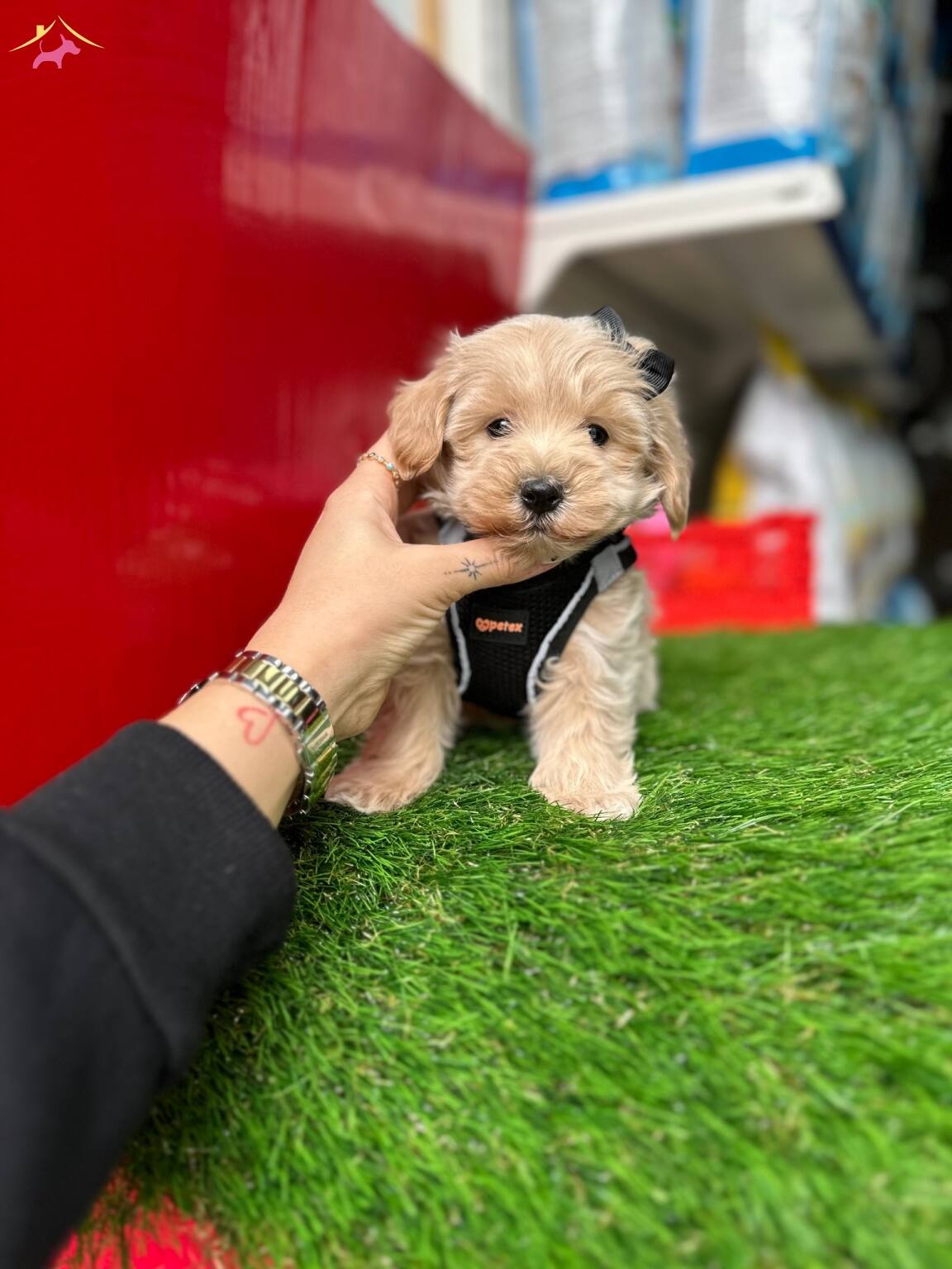 Maltipoo Üst Kalite Yavrular