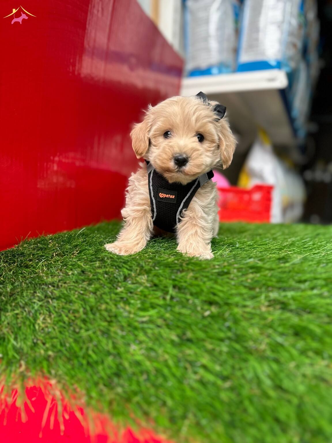 Maltipoo Üst Kalite Yavrular