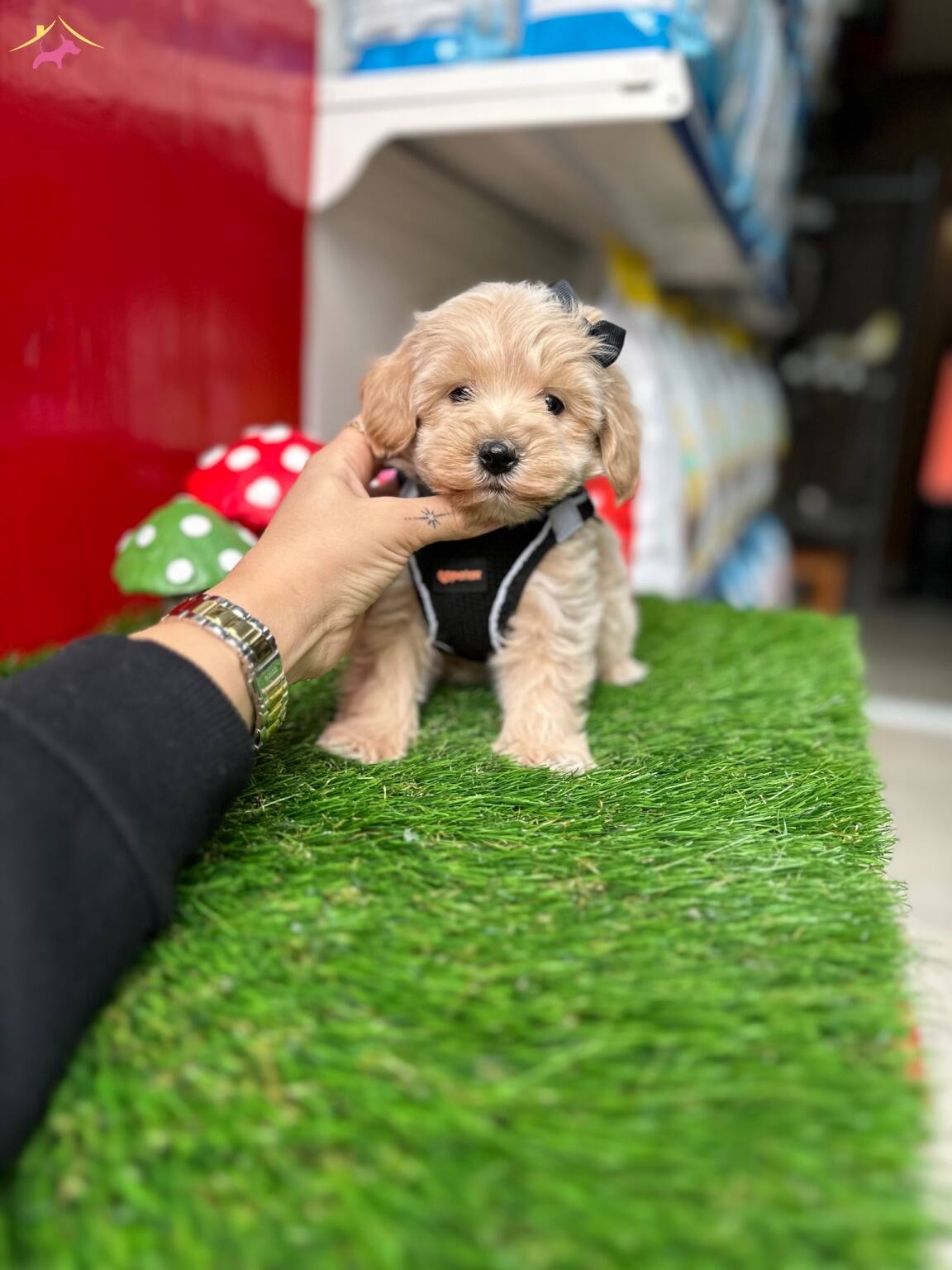 Maltipoo Üst Kalite Yavrular