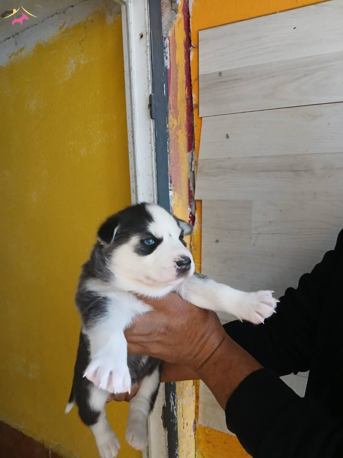 Mükemmel Kalitede Bebeklerimiz Rezerve Açılmıştır