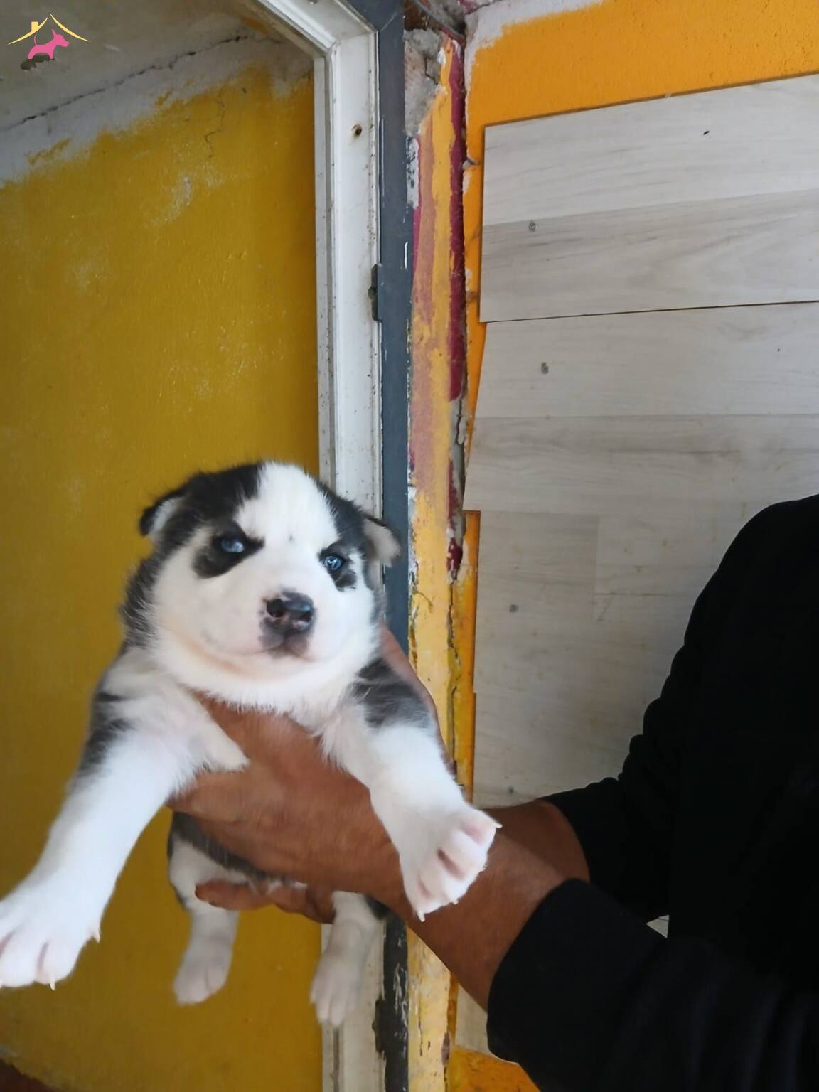 Mükemmel Kalitede Bebeklerimiz Rezerve Açılmıştır