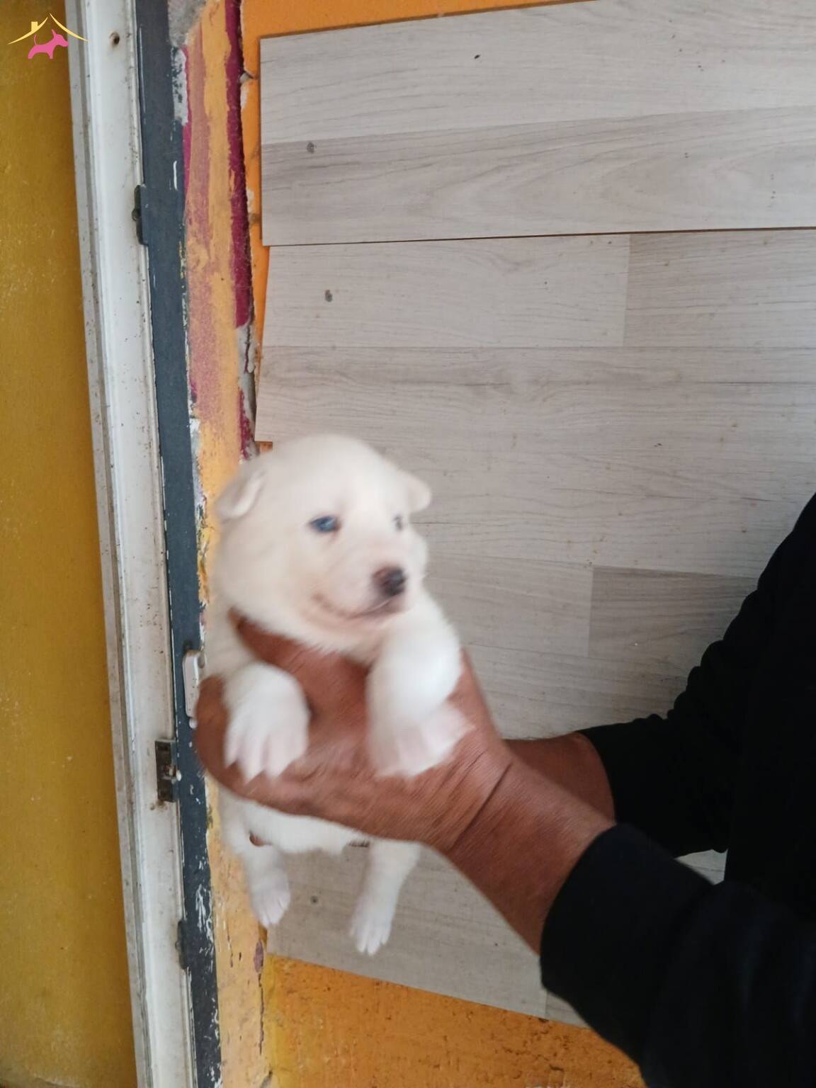 Mükemmel Kalitede Bebeklerimiz Rezerve Açılmıştır