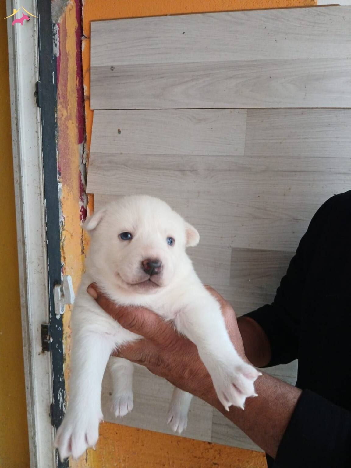Mükemmel Kalitede Bebeklerimiz Rezerve Açılmıştır