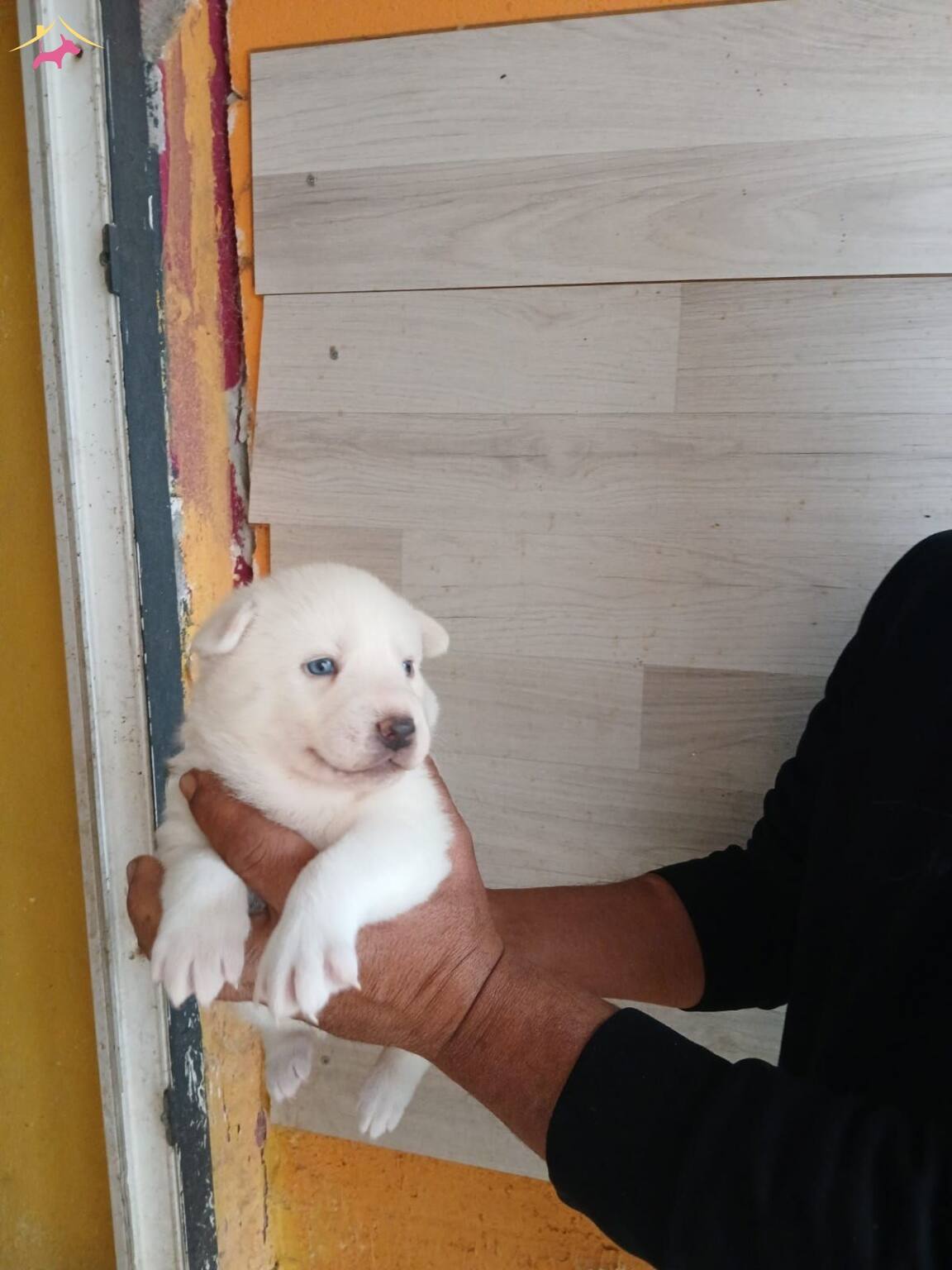 Mükemmel Kalitede Bebeklerimiz Rezerve Açılmıştır