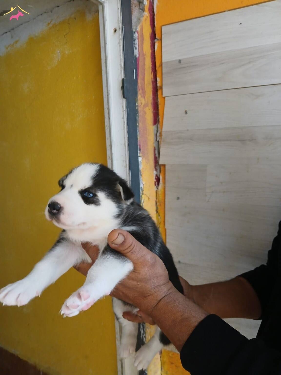 Mükemmel Kalitede Bebeklerimiz Rezerve Açılmıştır