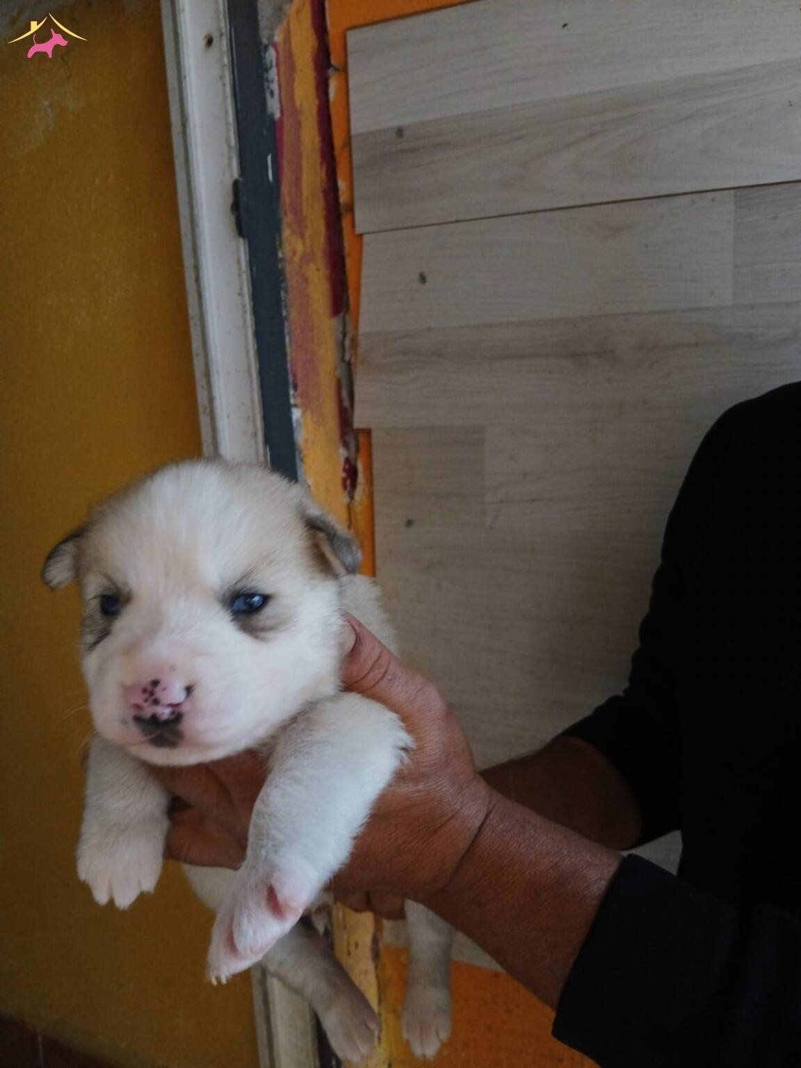 Mükemmel Kalitede Bebeklerimiz Rezerve Açılmıştır