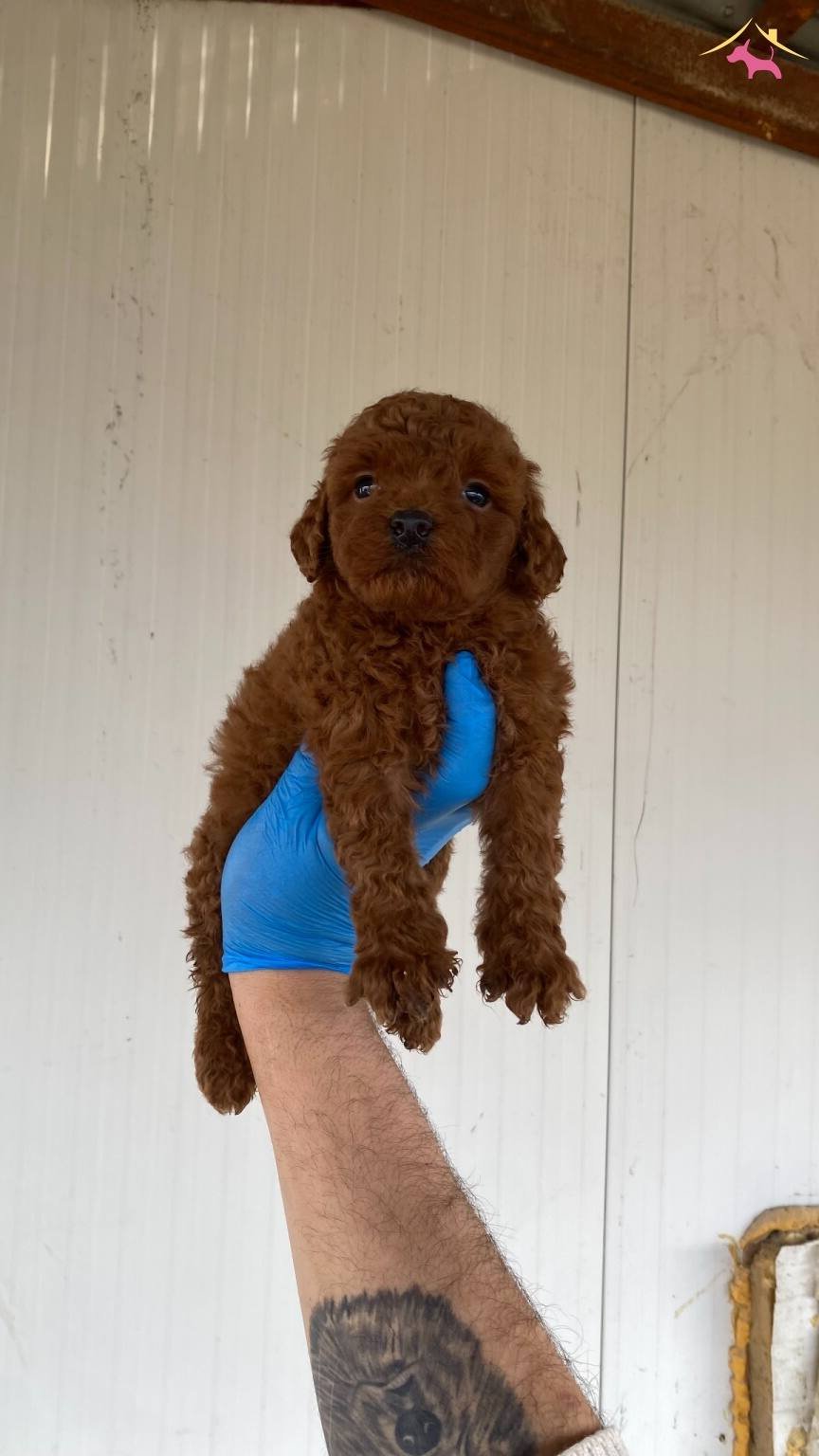 Red Brown Secereli Orjinal Toy Poodle Yavrular