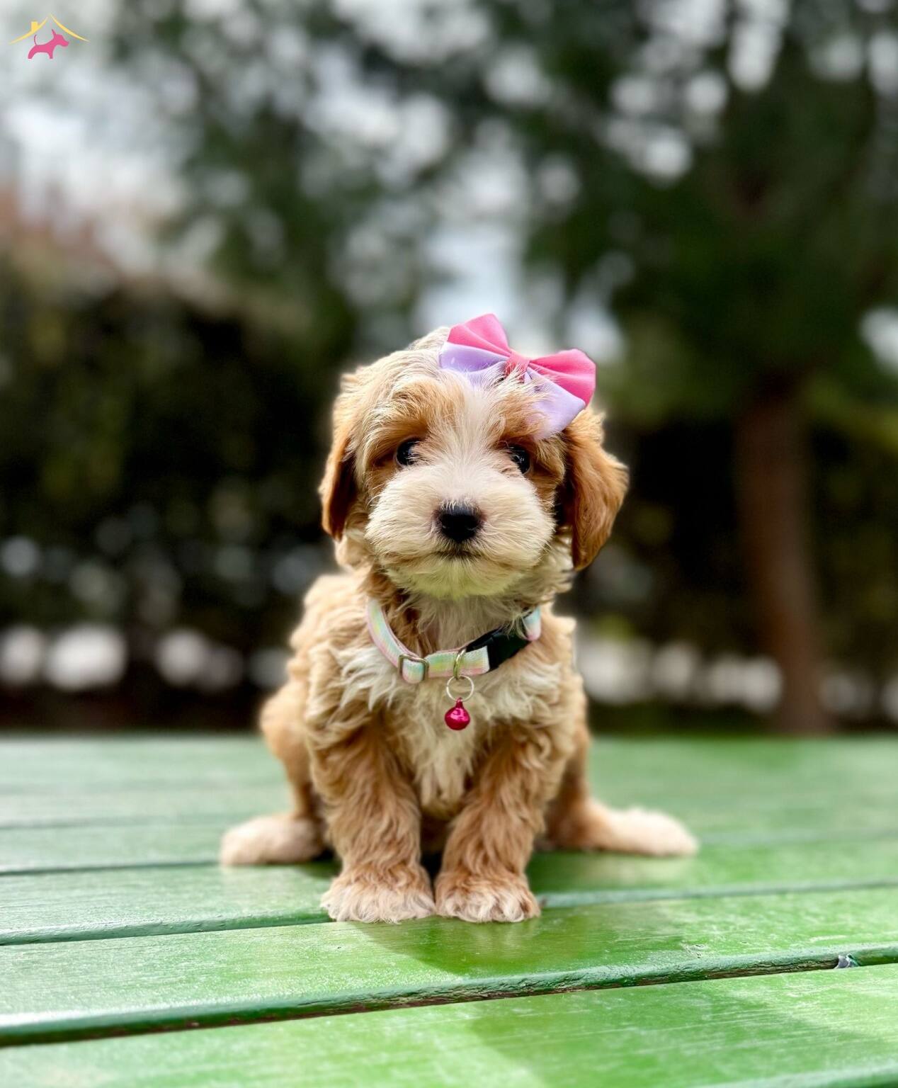 Mini Maltipoo Sevimli Yavrular