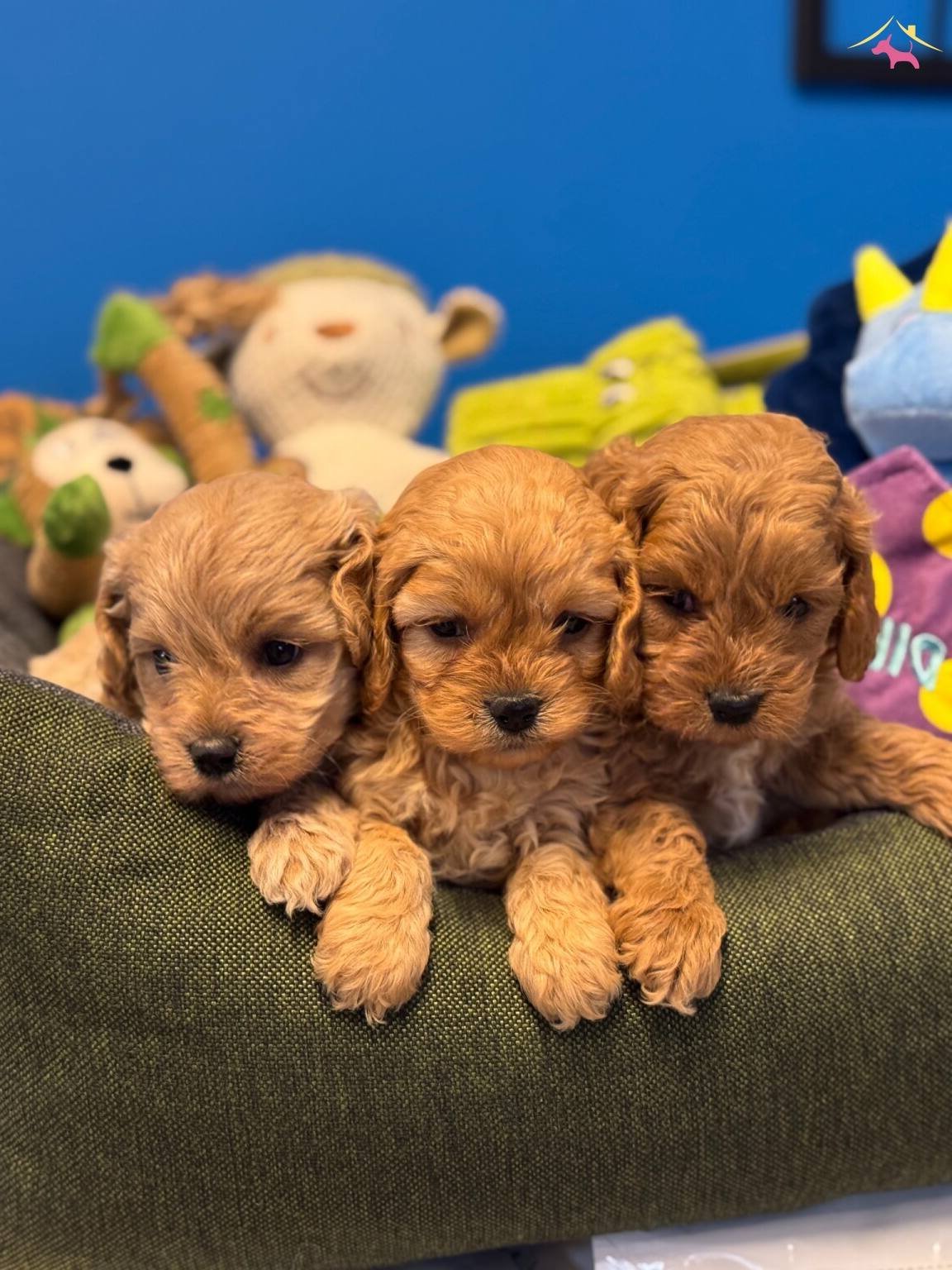 Bebek yüzlü Cok Ozel Maltipoo Bebeklerimiz