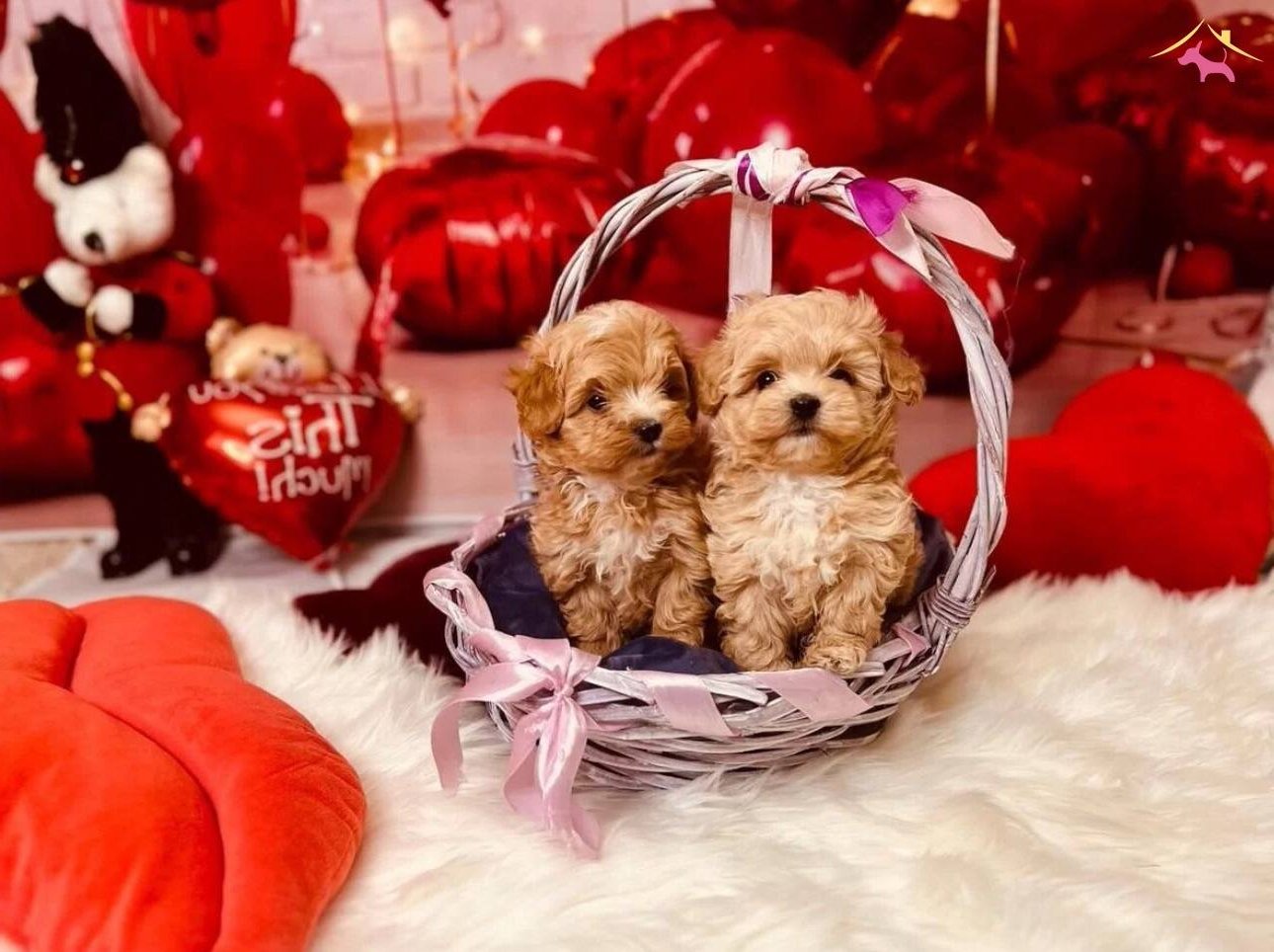 Maltipoo güzel yüzlü Eğitimli Bebekler