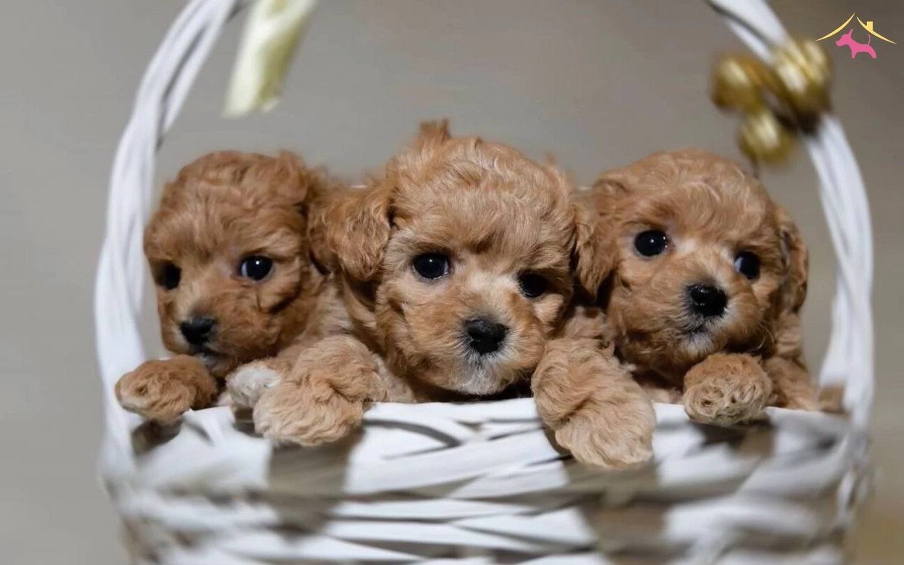 Mini Sevimli Maltipoo Bebekler