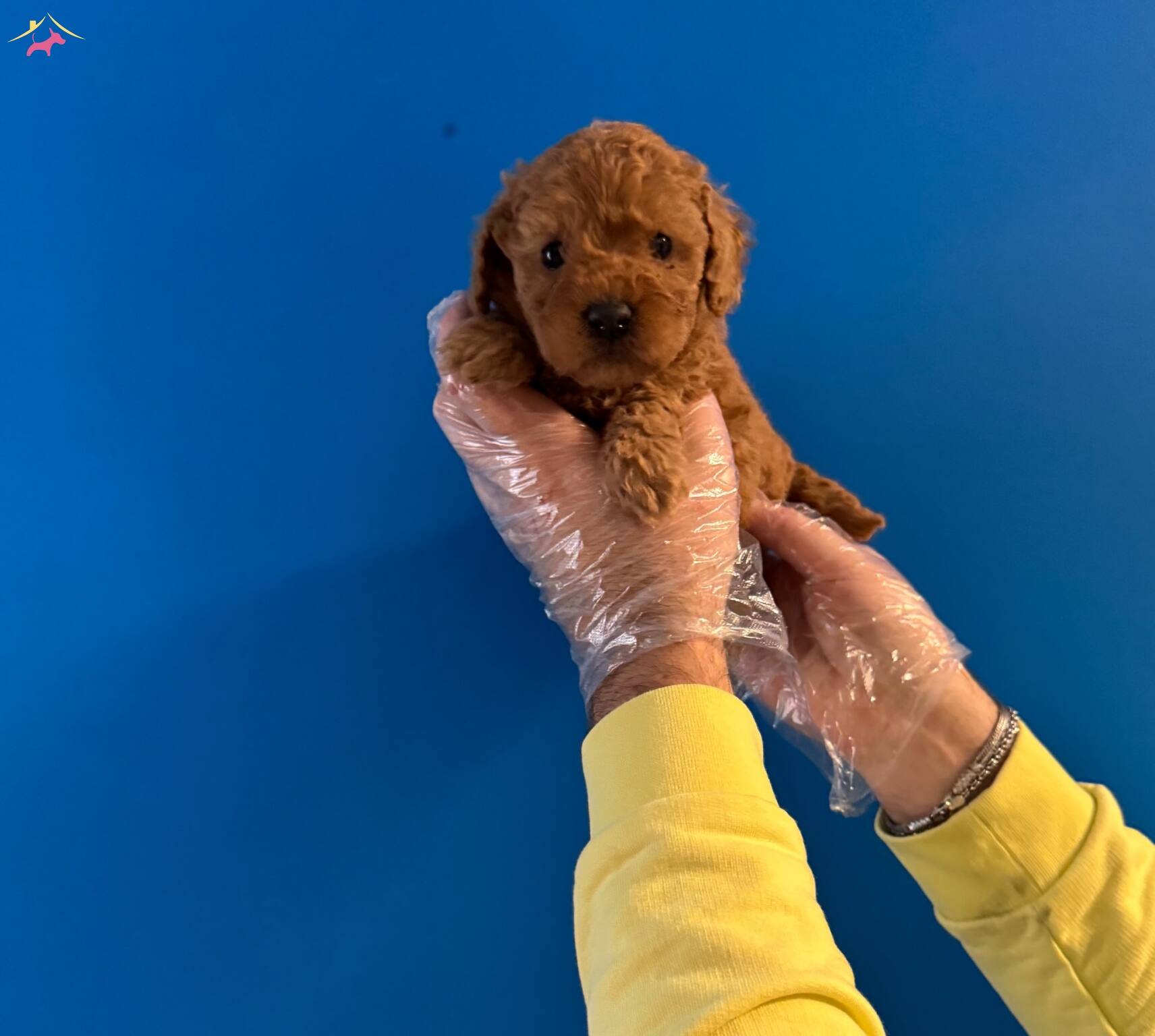 Oyuncak Surat Red Toy Poodle Yavrularımiz