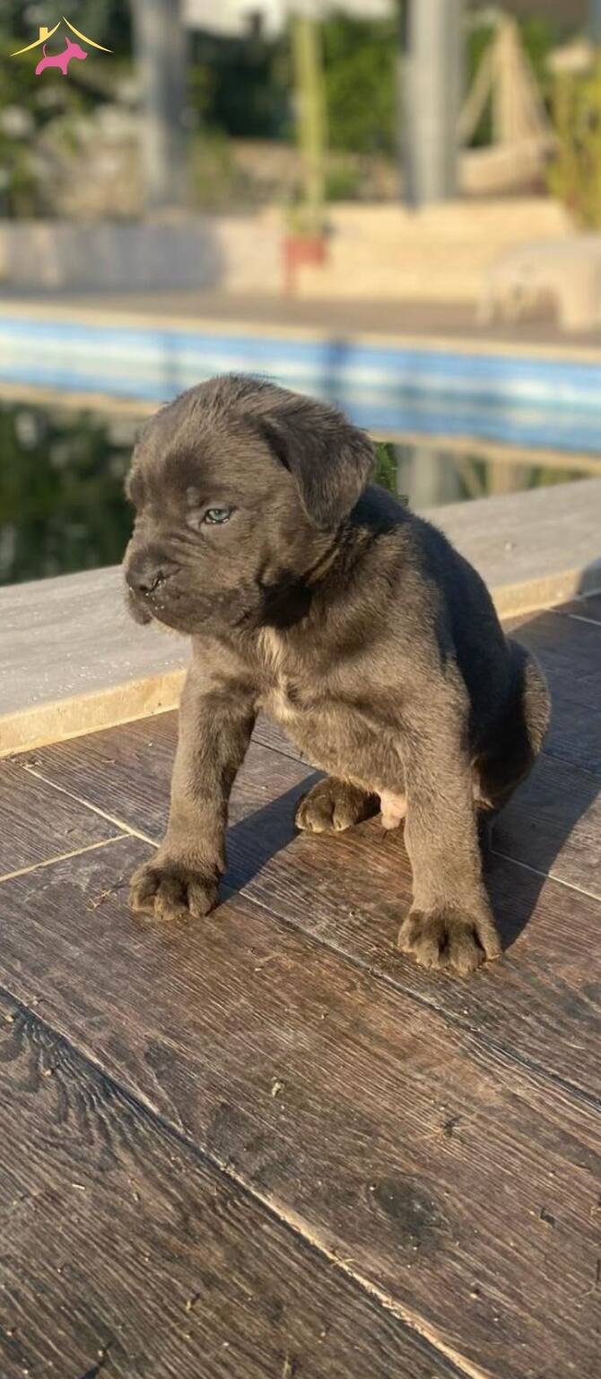 Dev Italiano Cane Corso Yavrular