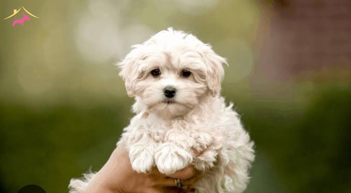 Orjinal Maltipoo Yavrularımiz Hazırdır