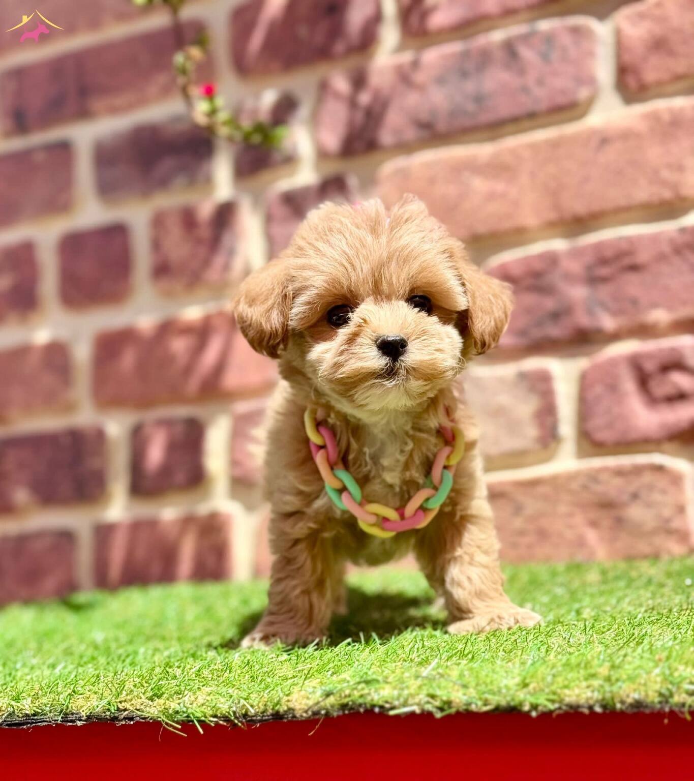 Cok Tatlı Cok Oyuncu Yavru Maltipoo