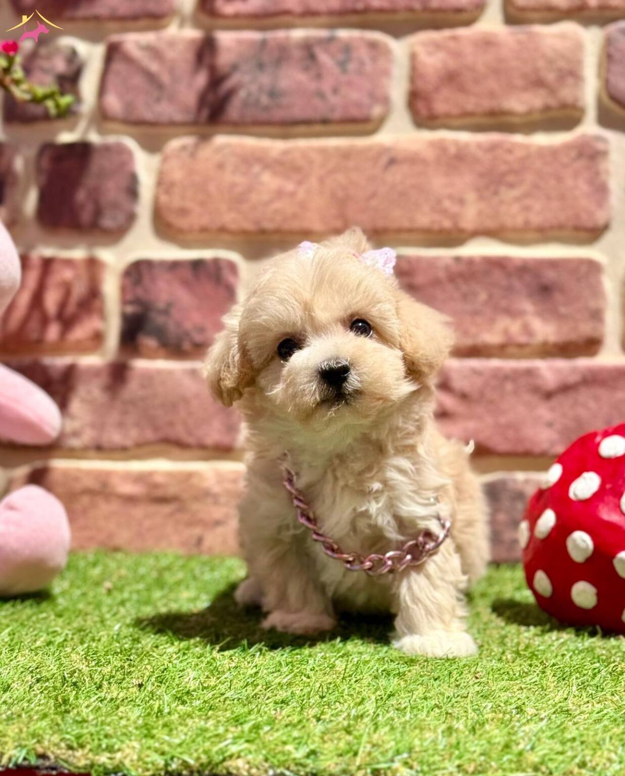 Asıları Tam Hazır Ve Mutlu Maltipoo Yavru