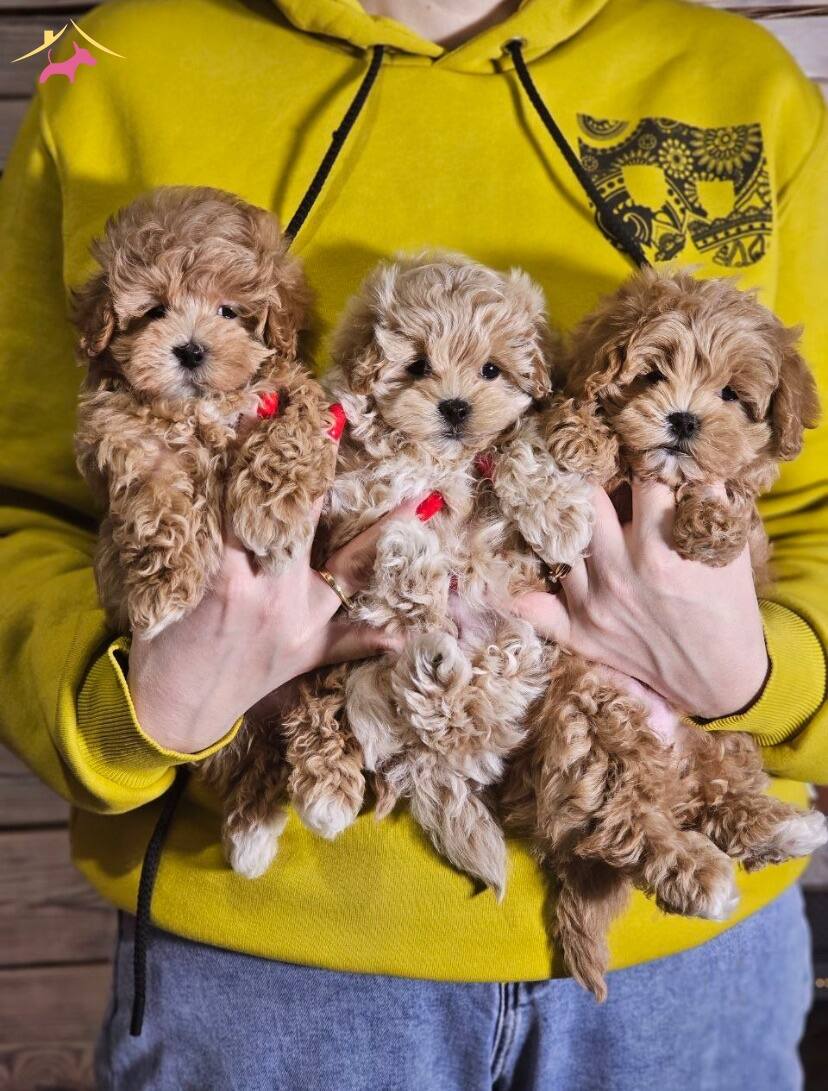Oyuncu Uysal Ve tüy Dokmeyen Maltipoo