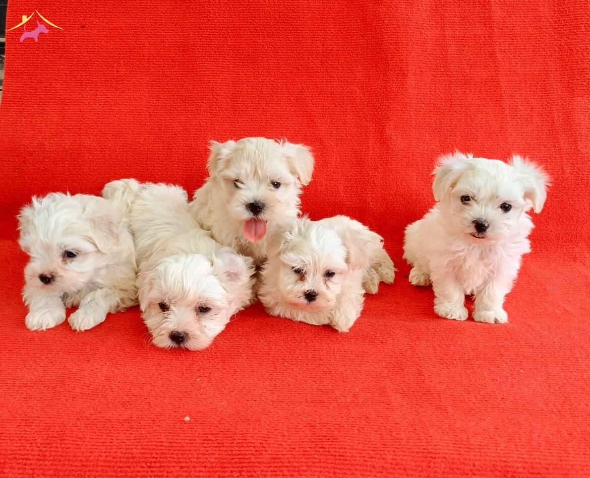 Klo Garantl Numara Maltese Yavrular