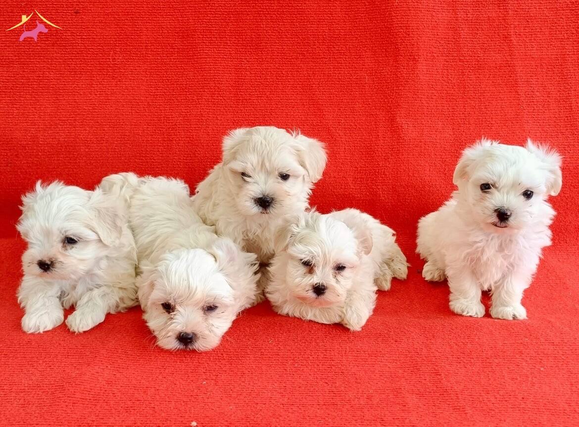 Klo Garantl Numara Maltese Yavrular