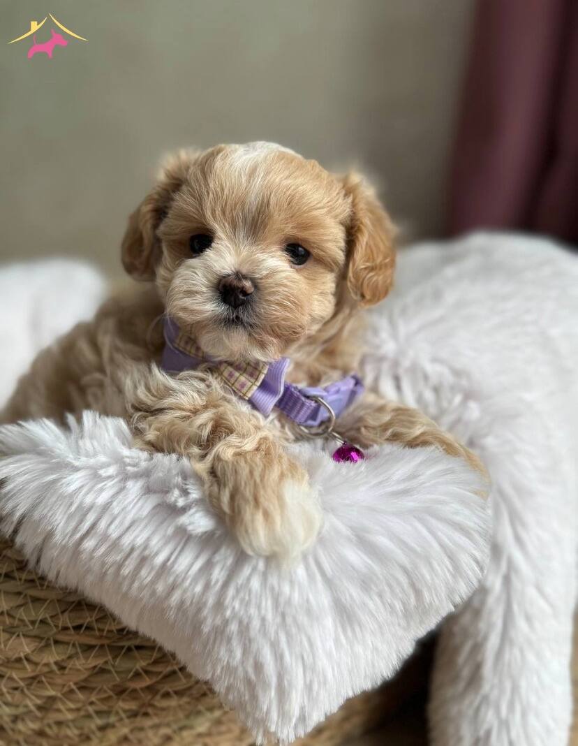 Aile Ortamına Uygun Maltipoo Yavrular