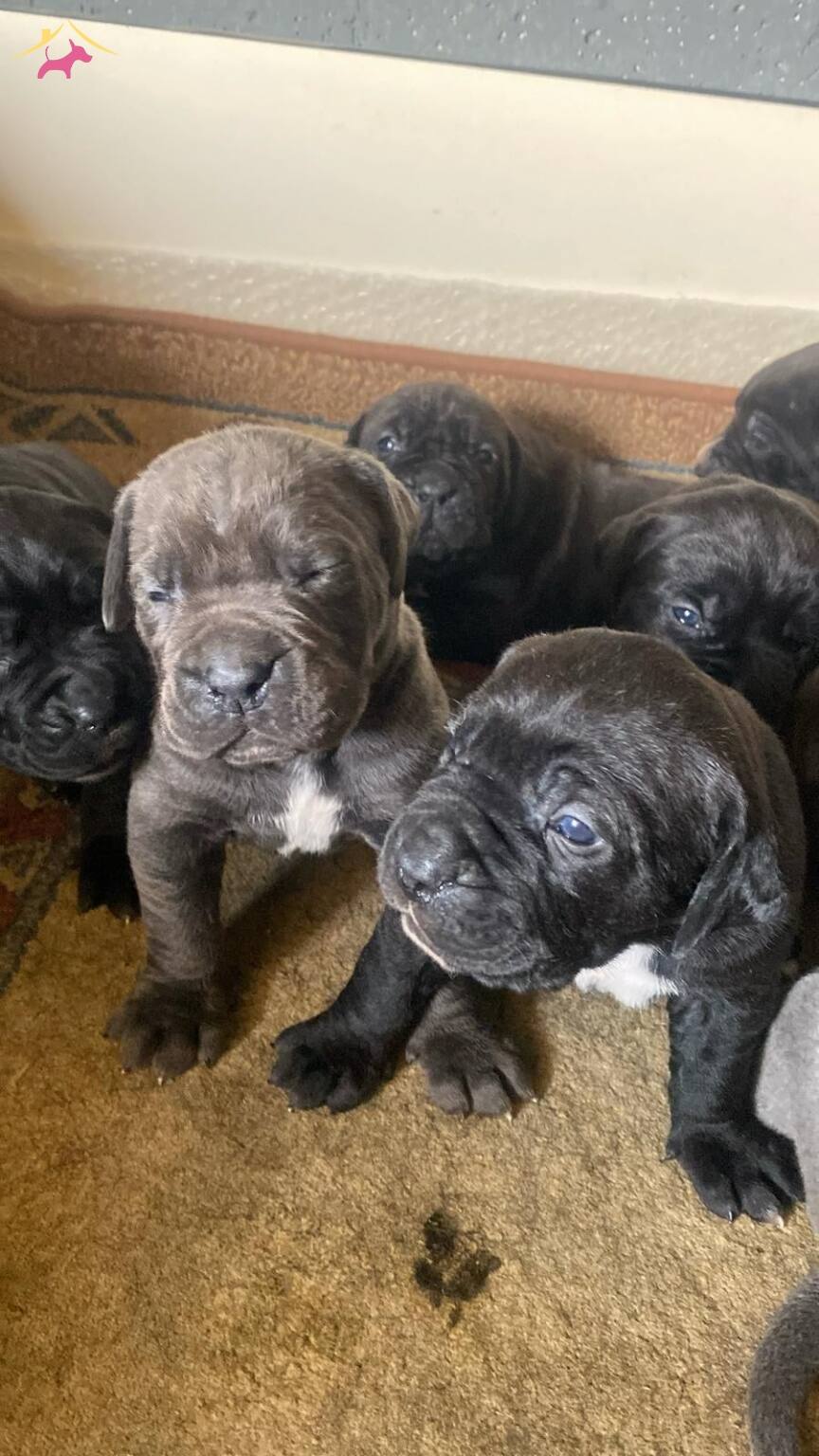 Mukemmel Kalite Cane Corso