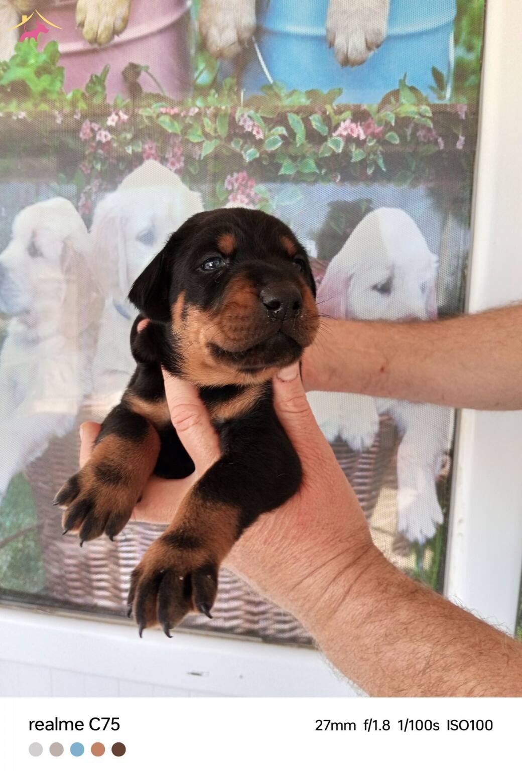 Harika Doberman Yavrularımız