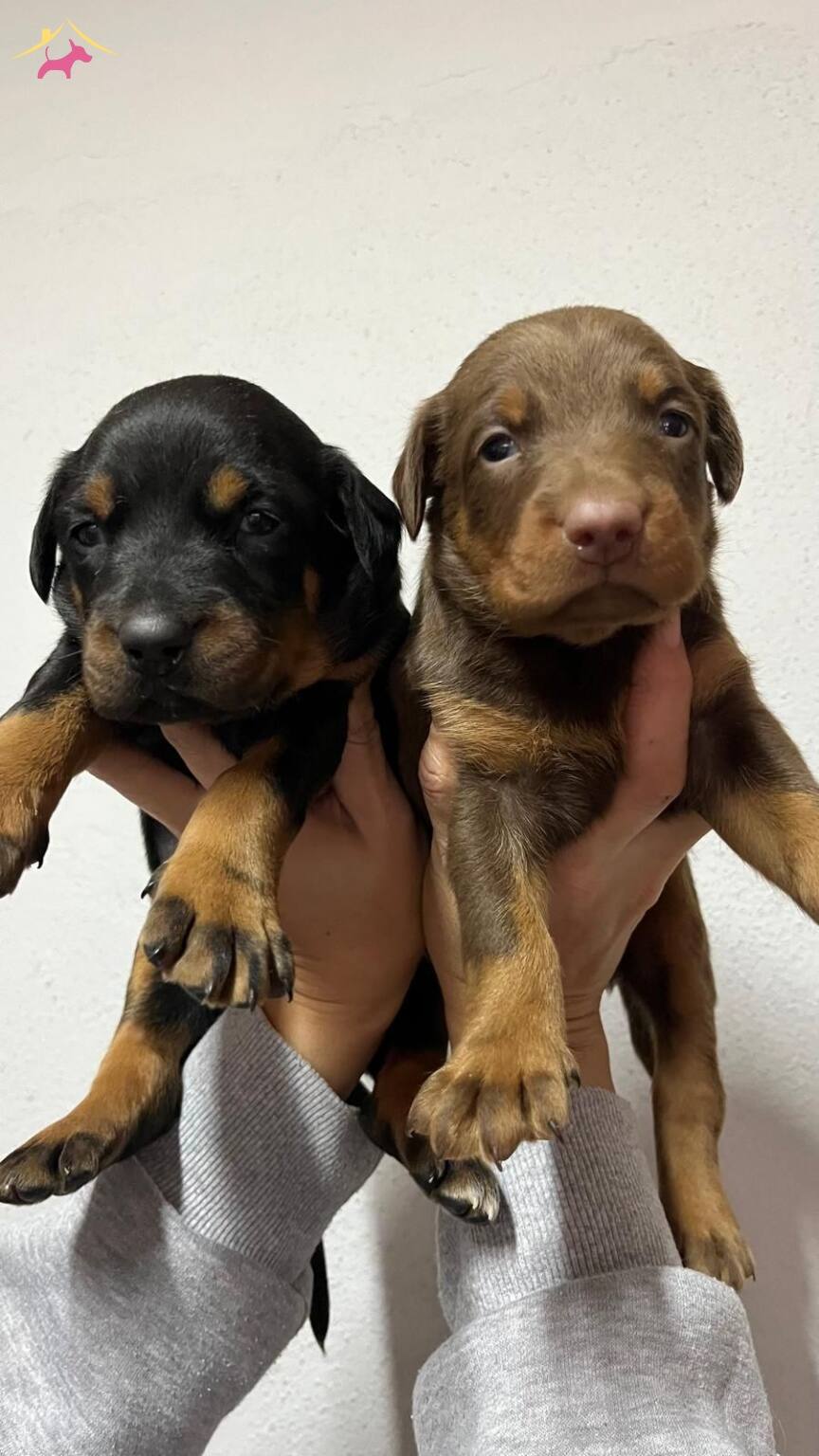 Kaliteli Doberman Yavrularımız