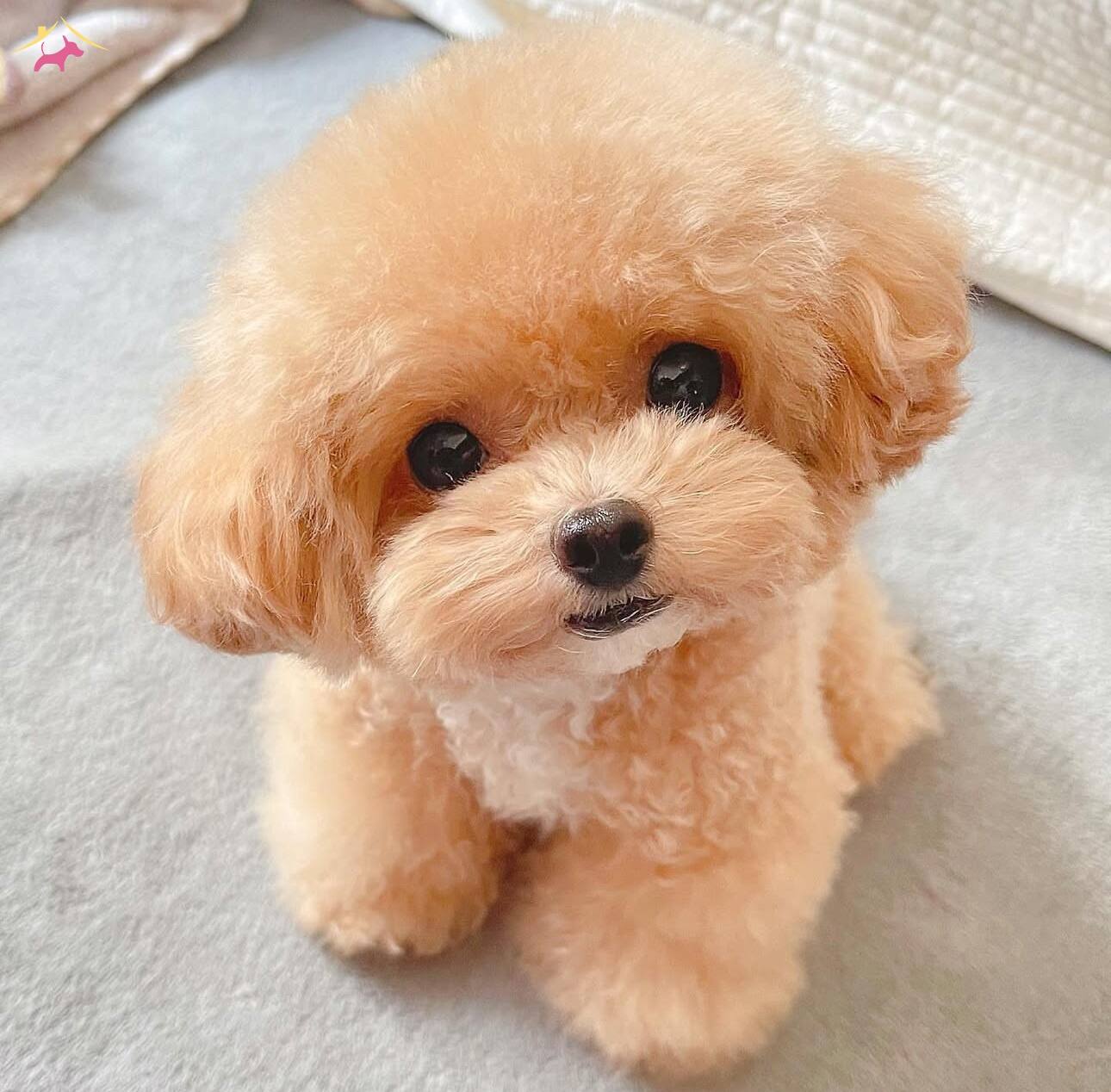 Kore Maltipo Yavrularımız Irkının En Üst Kalitesi