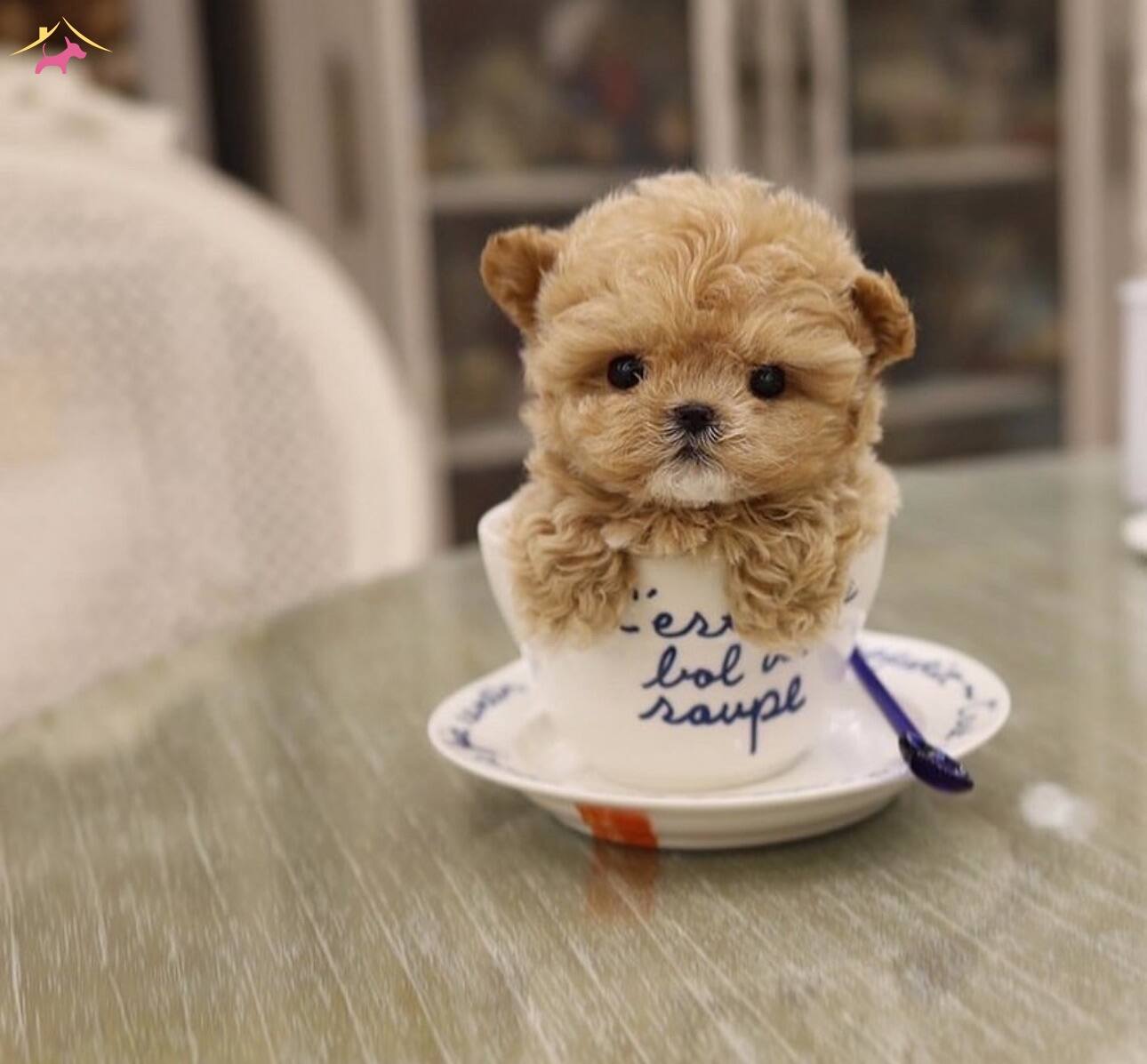 Kore Maltipo Yavrularımız Irkının En Üst Kalitesi