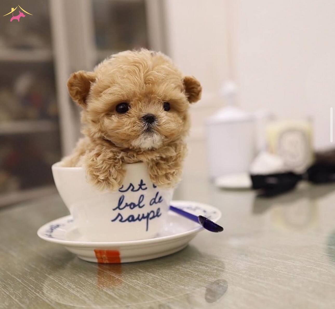 Kore Maltipo Yavrularımız Irkının En Üst Kalitesi