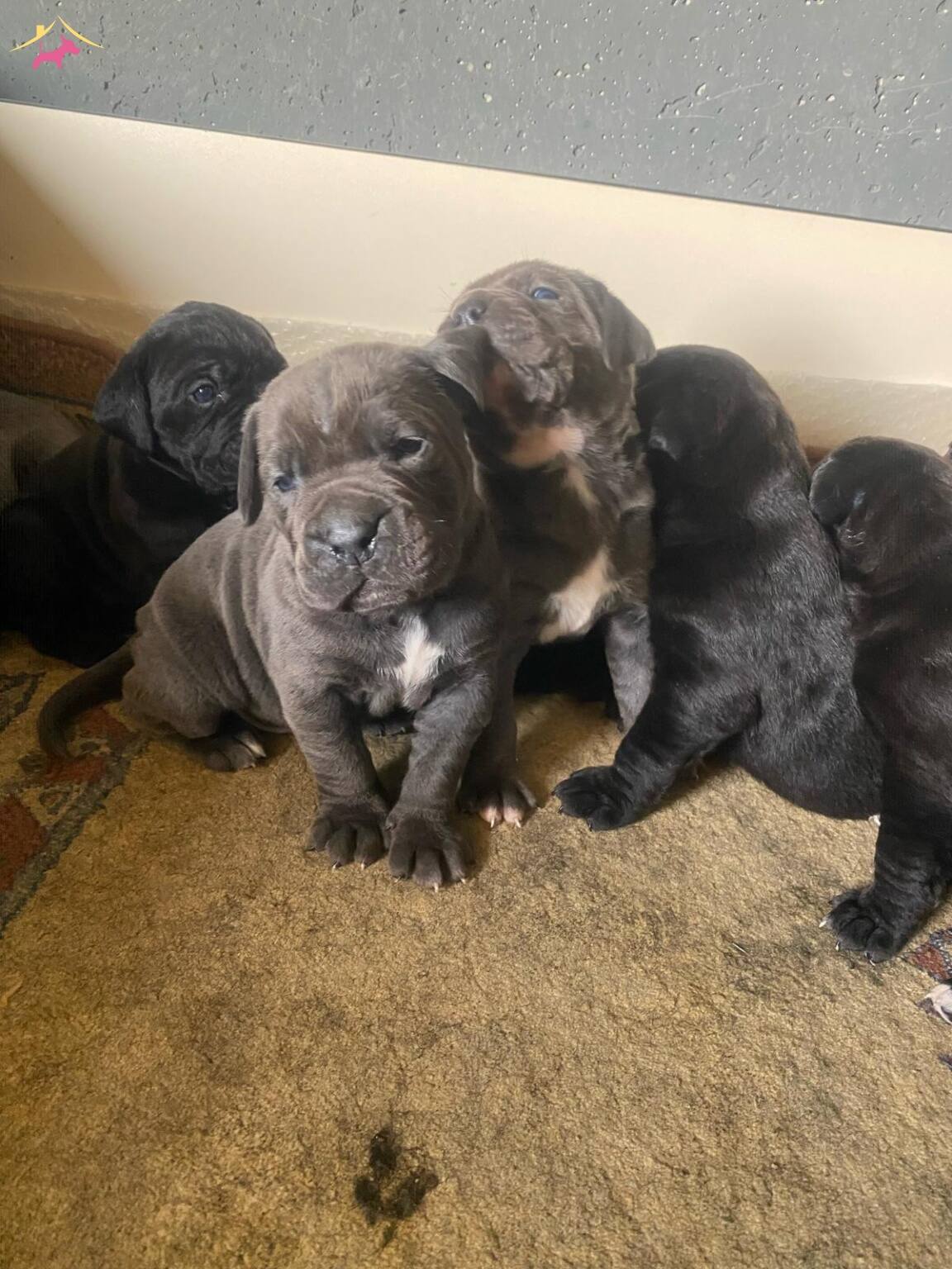 Harika Kondisyonlu Cane Corso