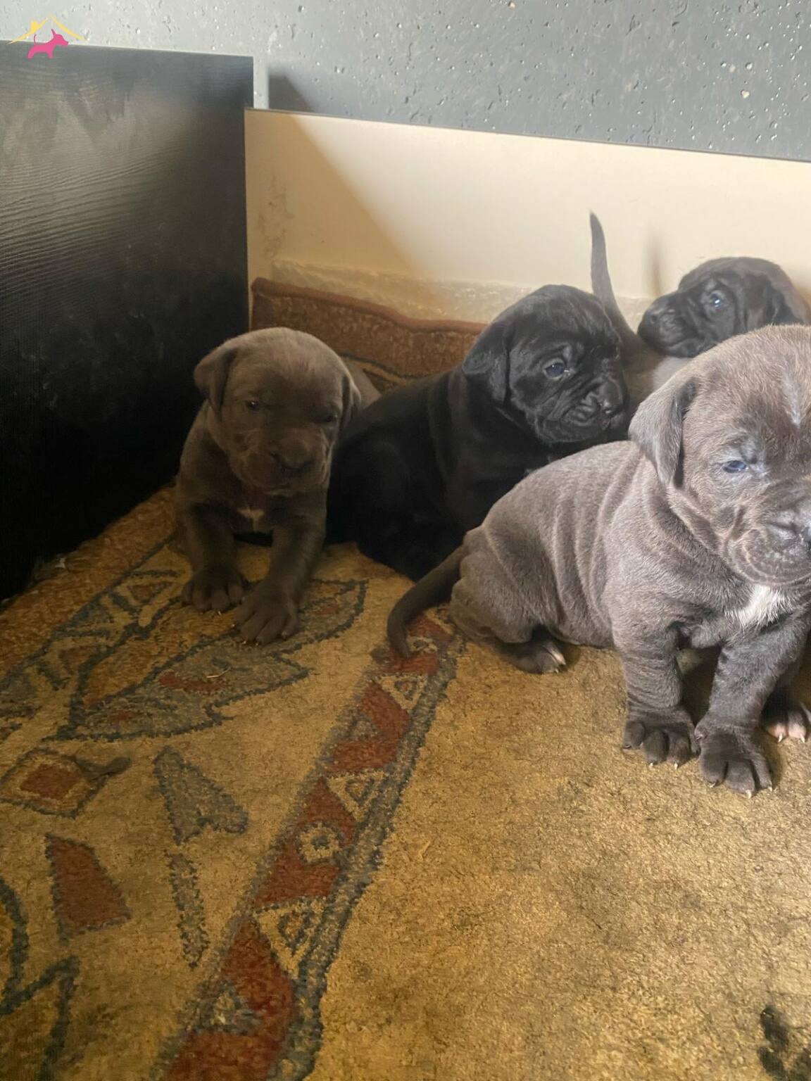 Muhteşem Cane Corso Yavruları