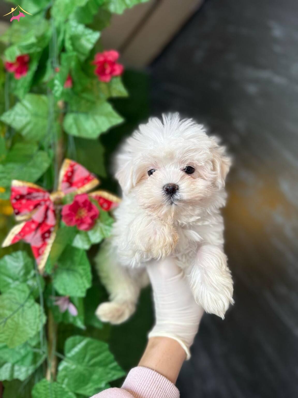 Kar Beyazı Maltese Terrier