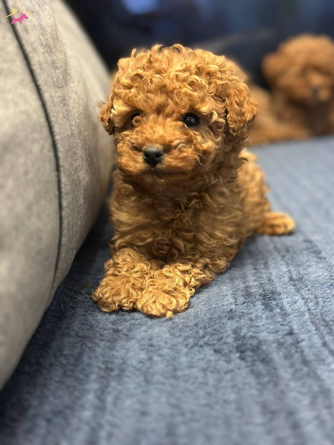 Toy Poodle Yavrularımiz Uygun