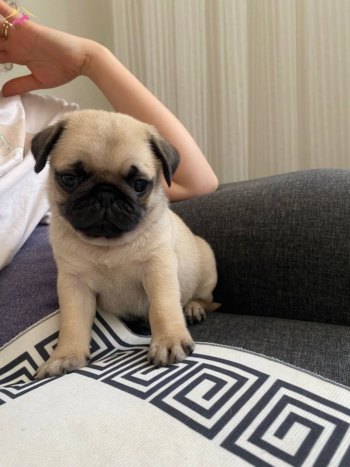 Sirinmi Sirin Gul Kuyruk Pug Bebeklerimiz