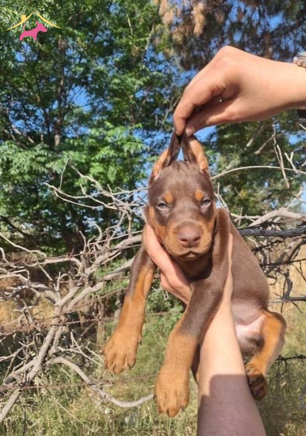 Siyah Kızıl Mukemmel Doberman Bebeklerim