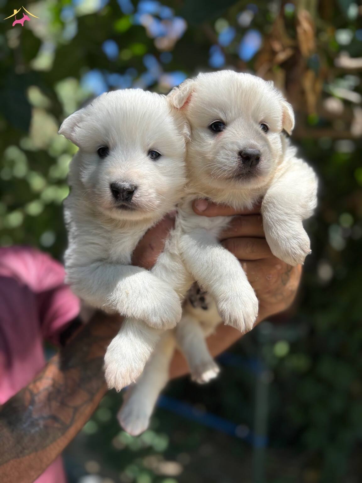 Mukemmel Bembeyaz Samoyed Yavrularımız