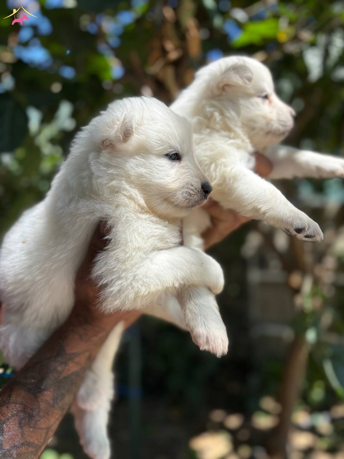 Mukemmel Bembeyaz Samoyed Yavrularımız