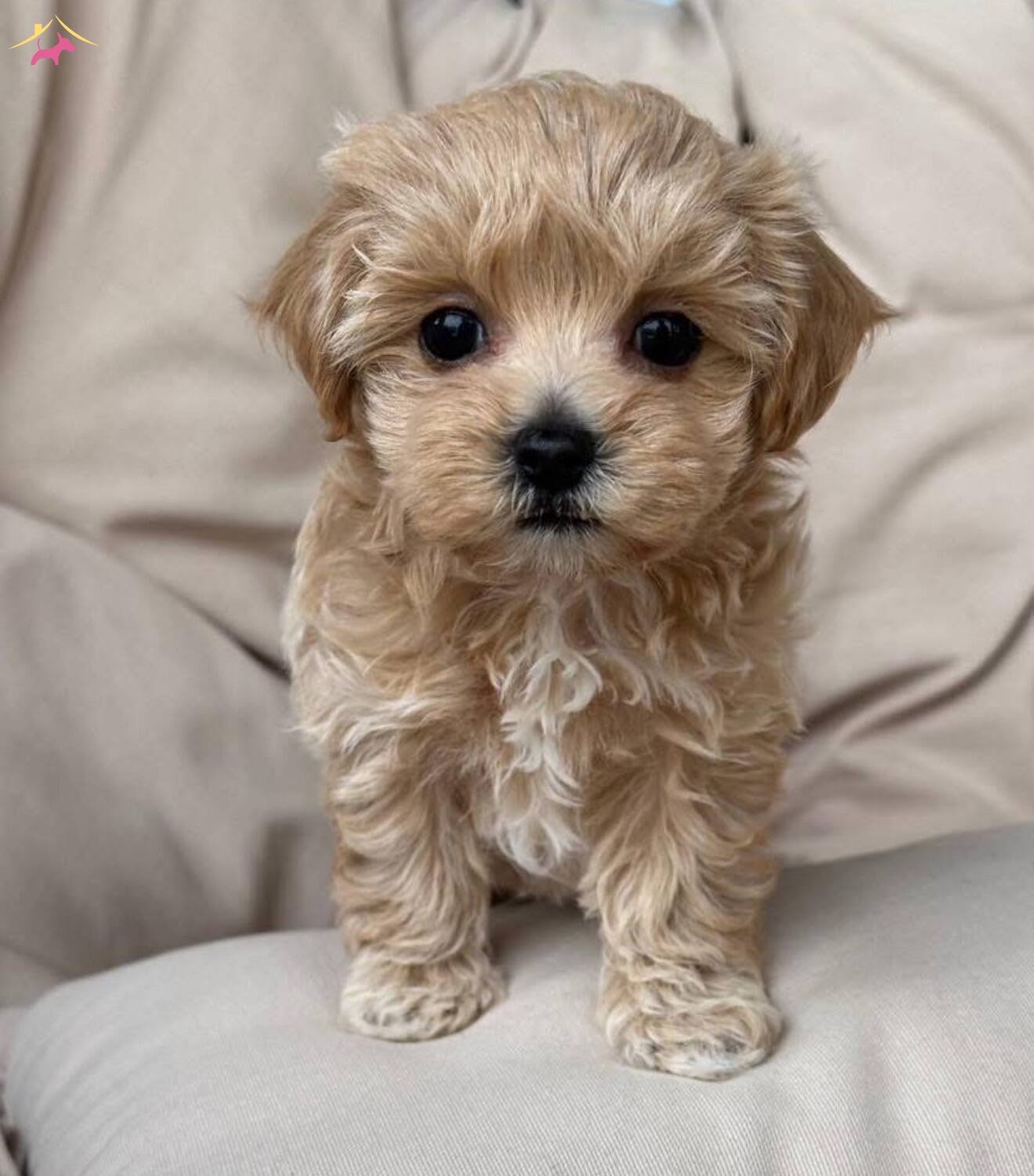 Oyuncak Gibi Sevimli Maltipoo Bebekler