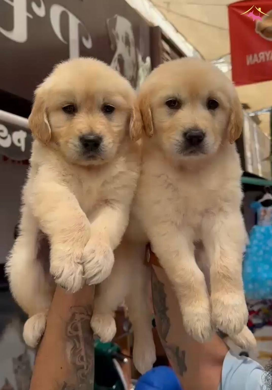 Orijinal Golden Retriever Yavruları