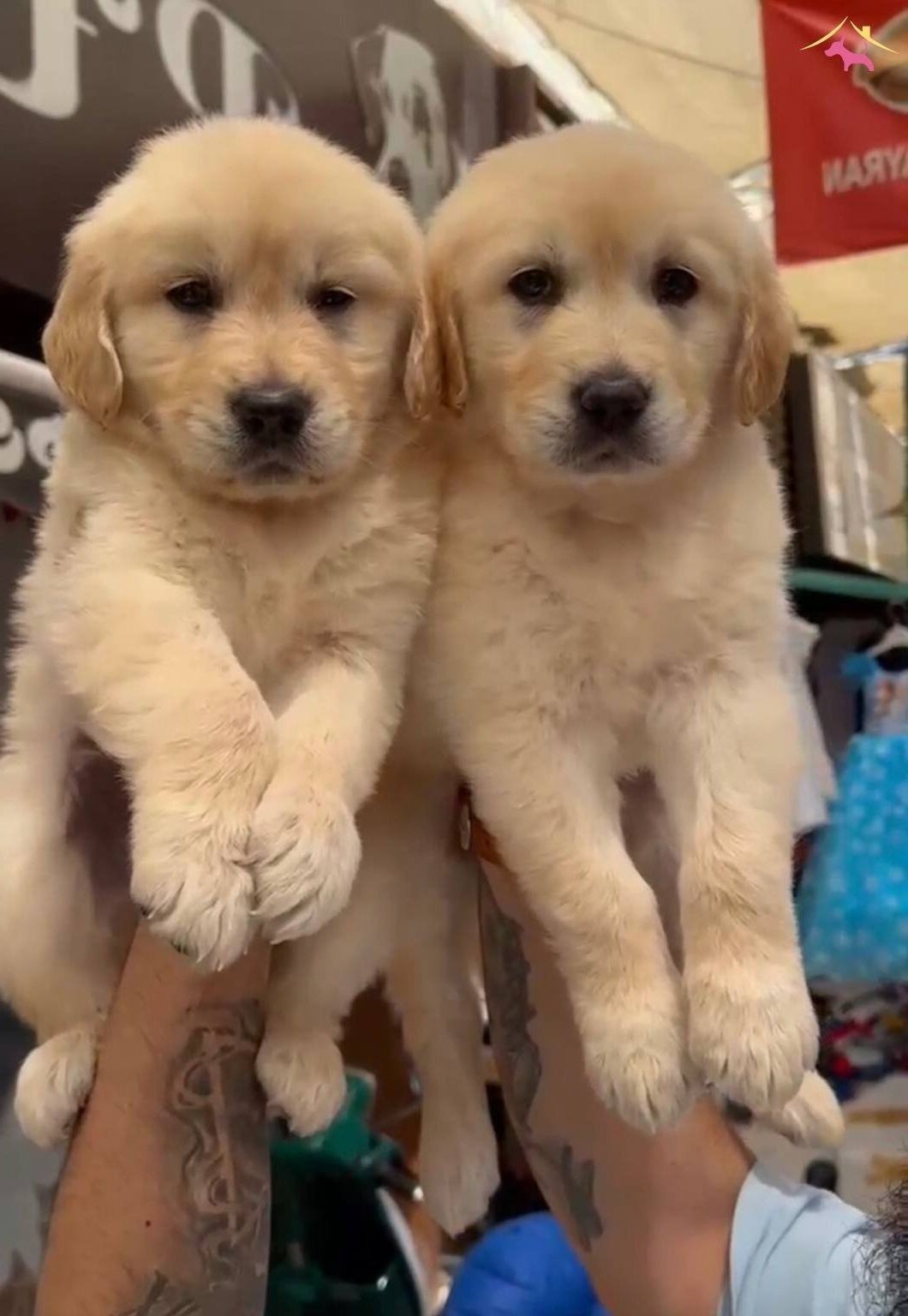 Orijinal Golden Retriever Yavruları