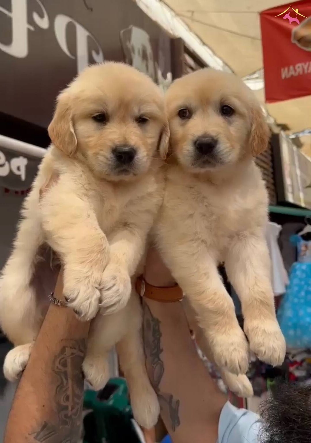 Orijinal Golden Retriever Yavruları