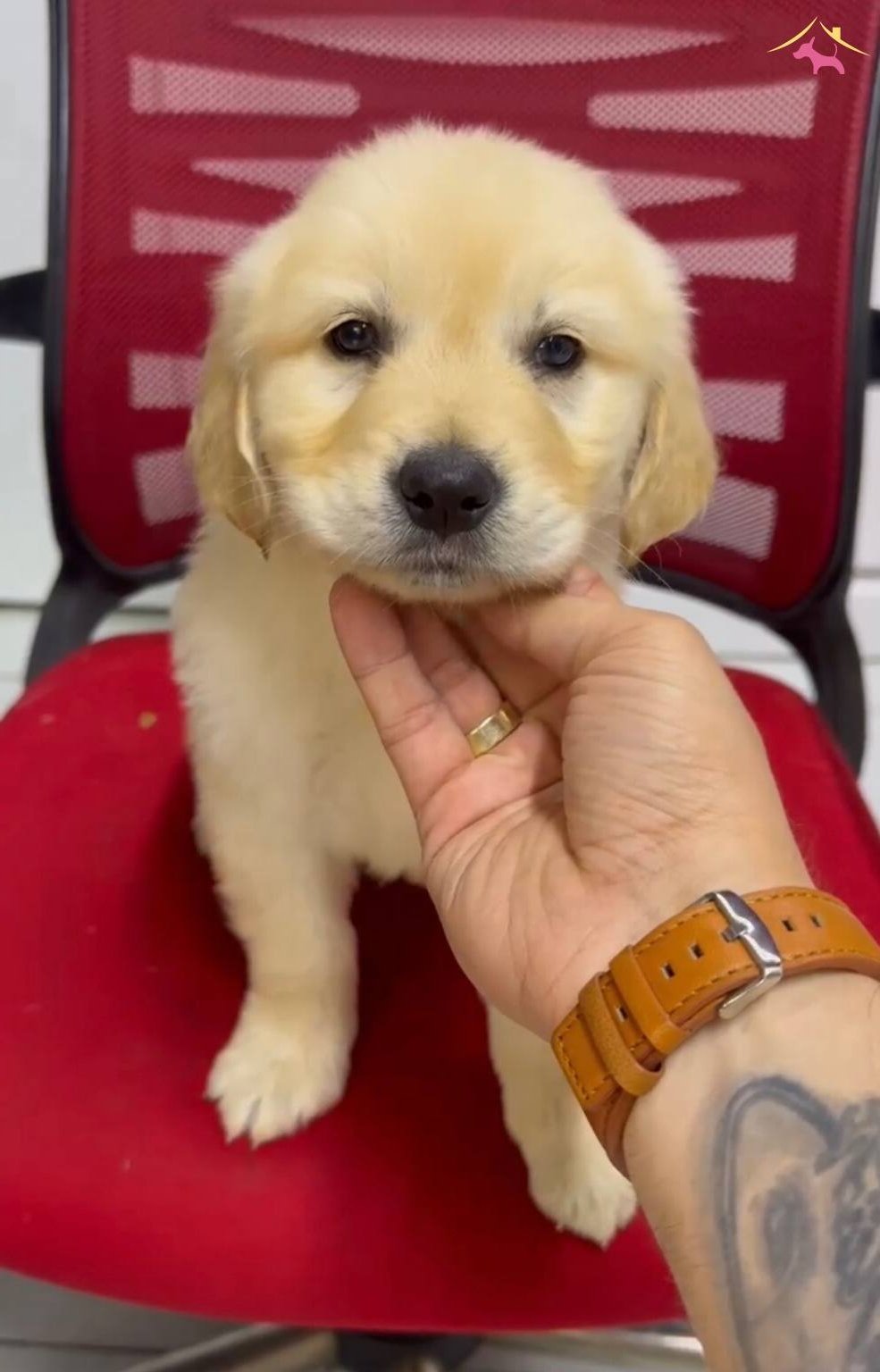 Orijinal Golden Retriever Yavruları