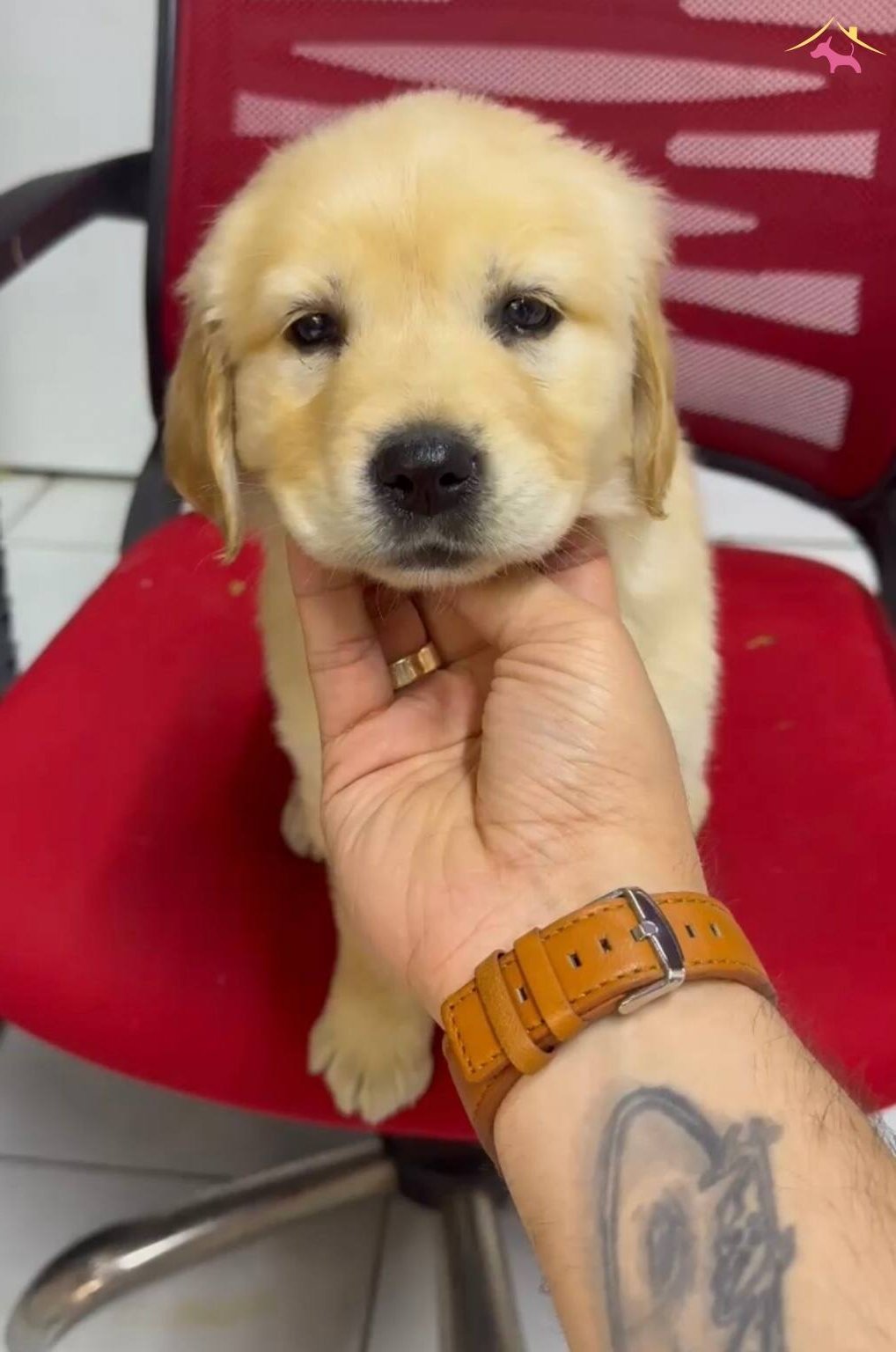 Orijinal Golden Retriever Yavruları